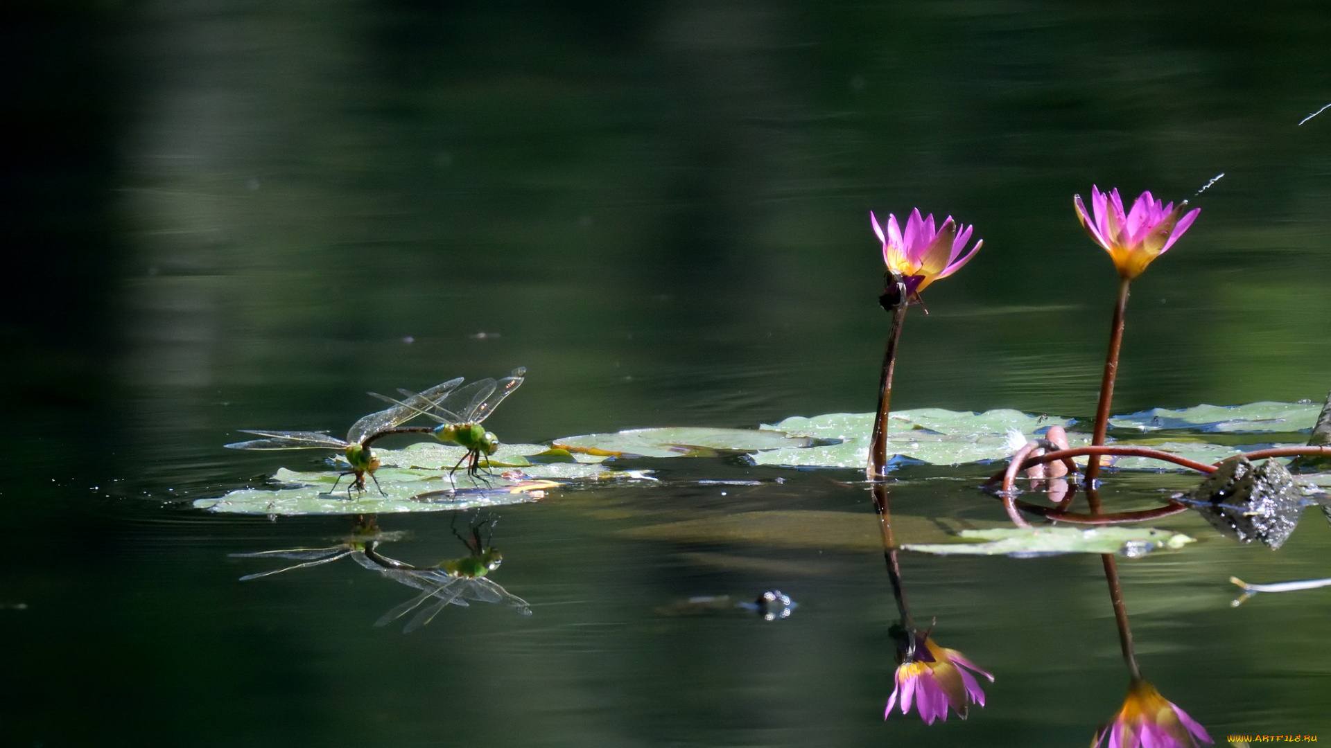 животные, стрекозы, пара, цветы, озеро