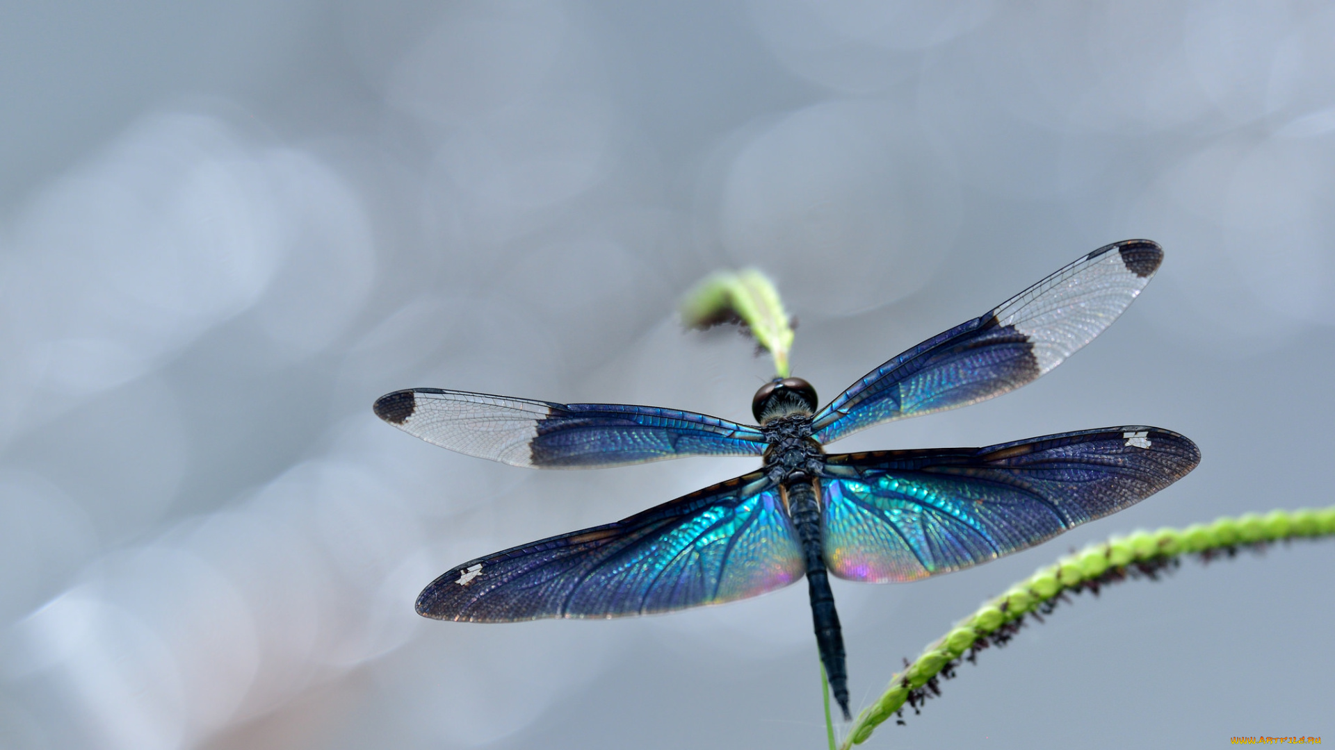 животные, стрекозы, стрекоза, макро, крылья