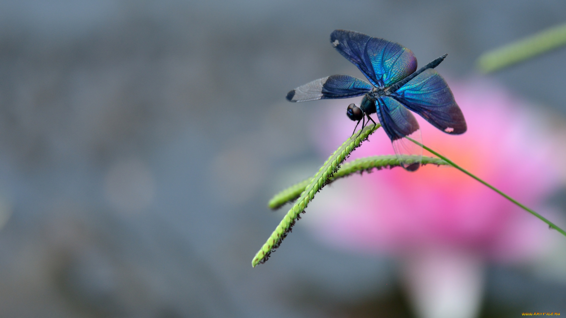 животные, стрекозы, травинка, макро, стрекоза