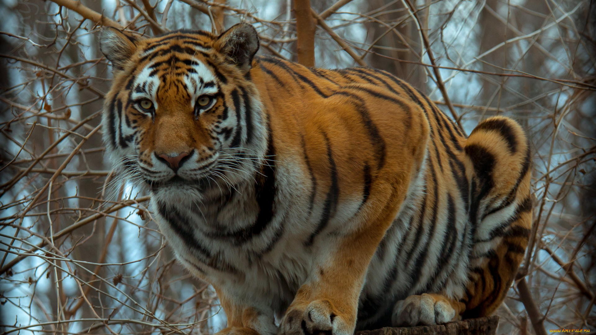 животные, тигры, тигр