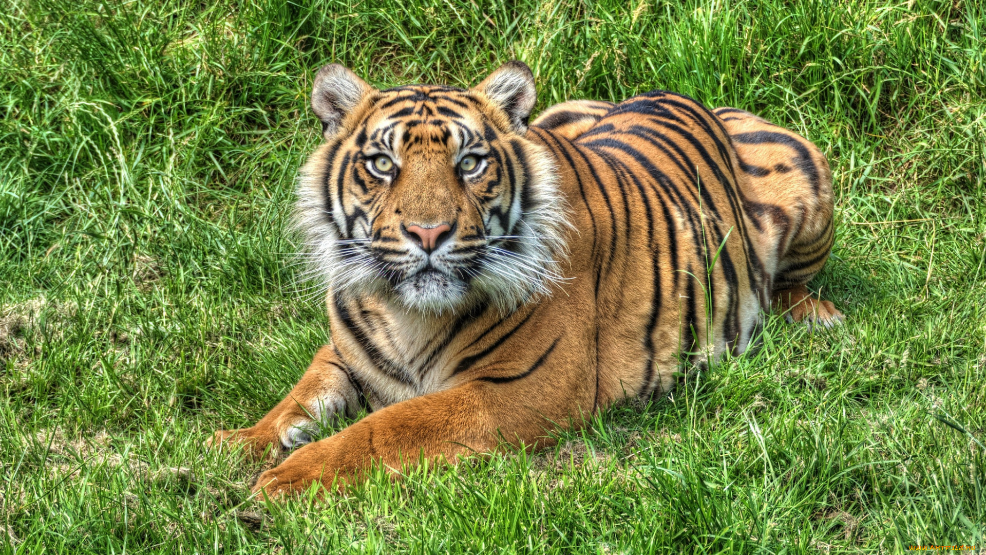 животные, тигры, тигр