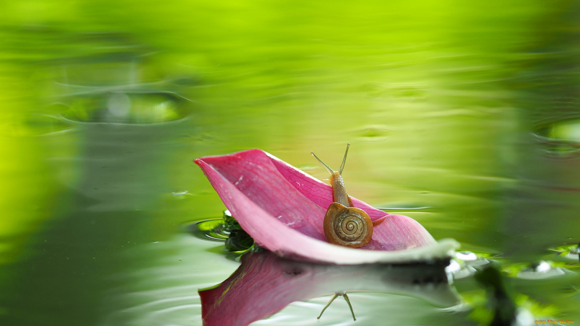 животные, улитки, улитка, макро, вода, лист