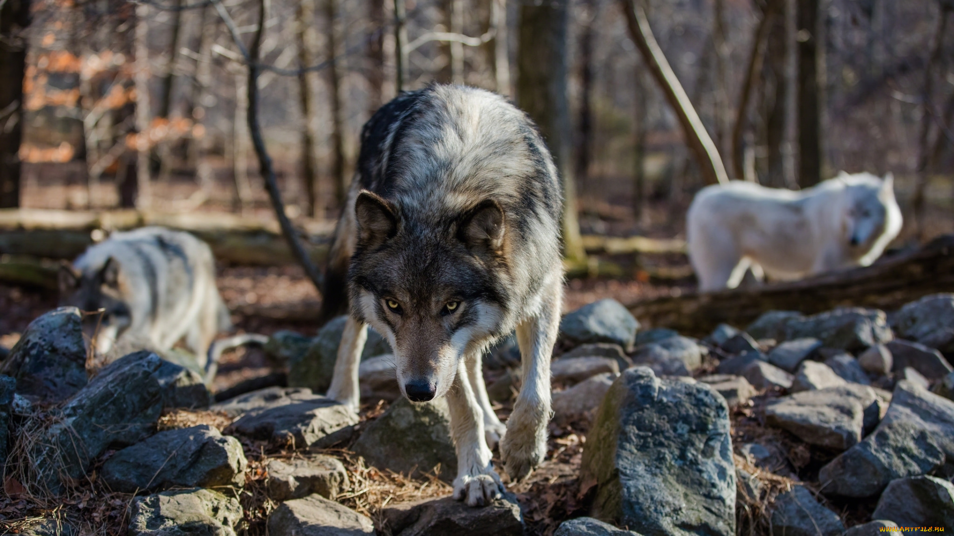 животные, волки, , койоты, , шакалы, хищник, лес, волк, камни, взгляд