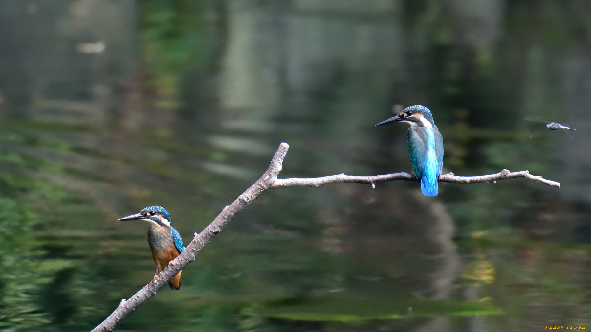 животные, зимородки, ветка