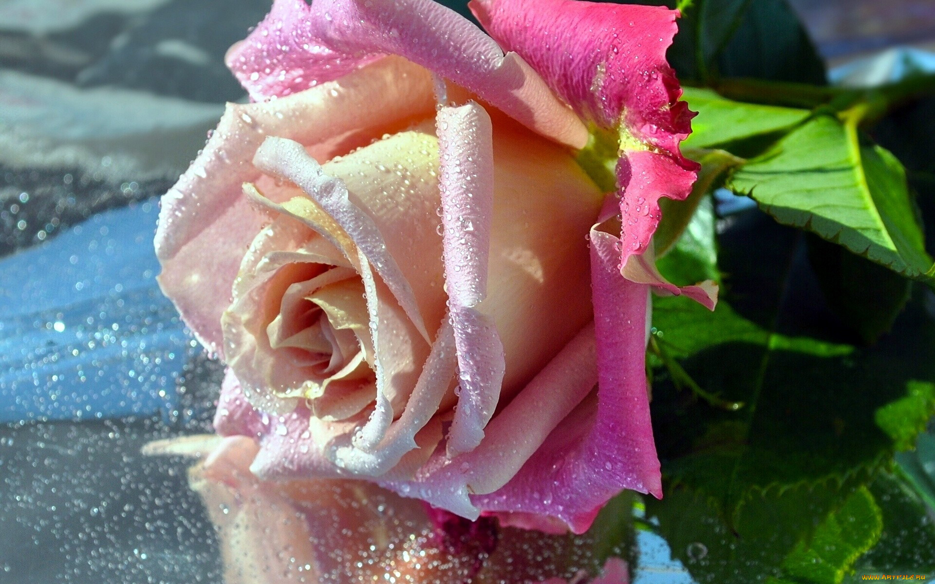 цветы, розы, капли, бутон