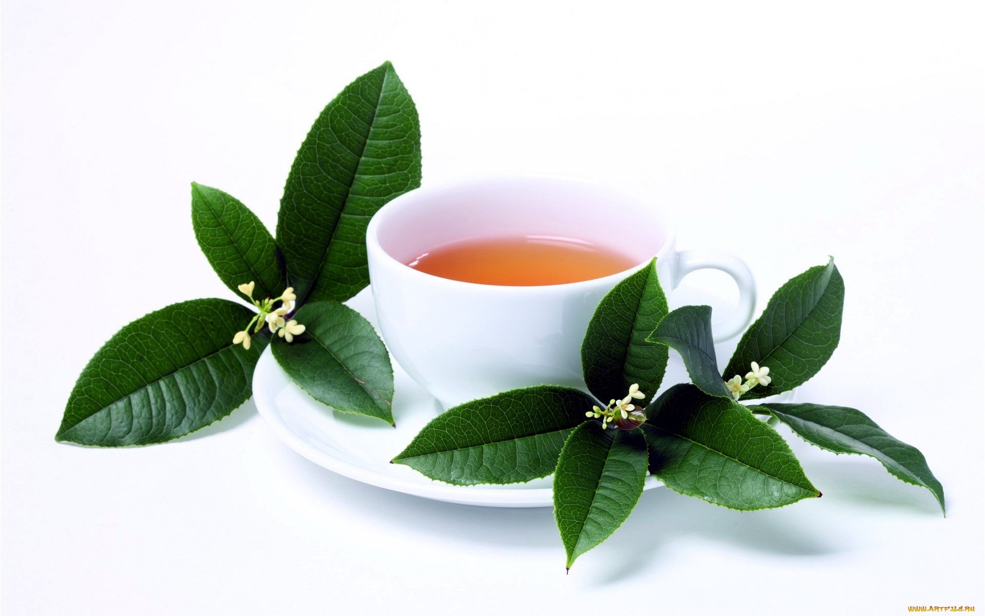 еда, напитки, , Чай, жасминовый