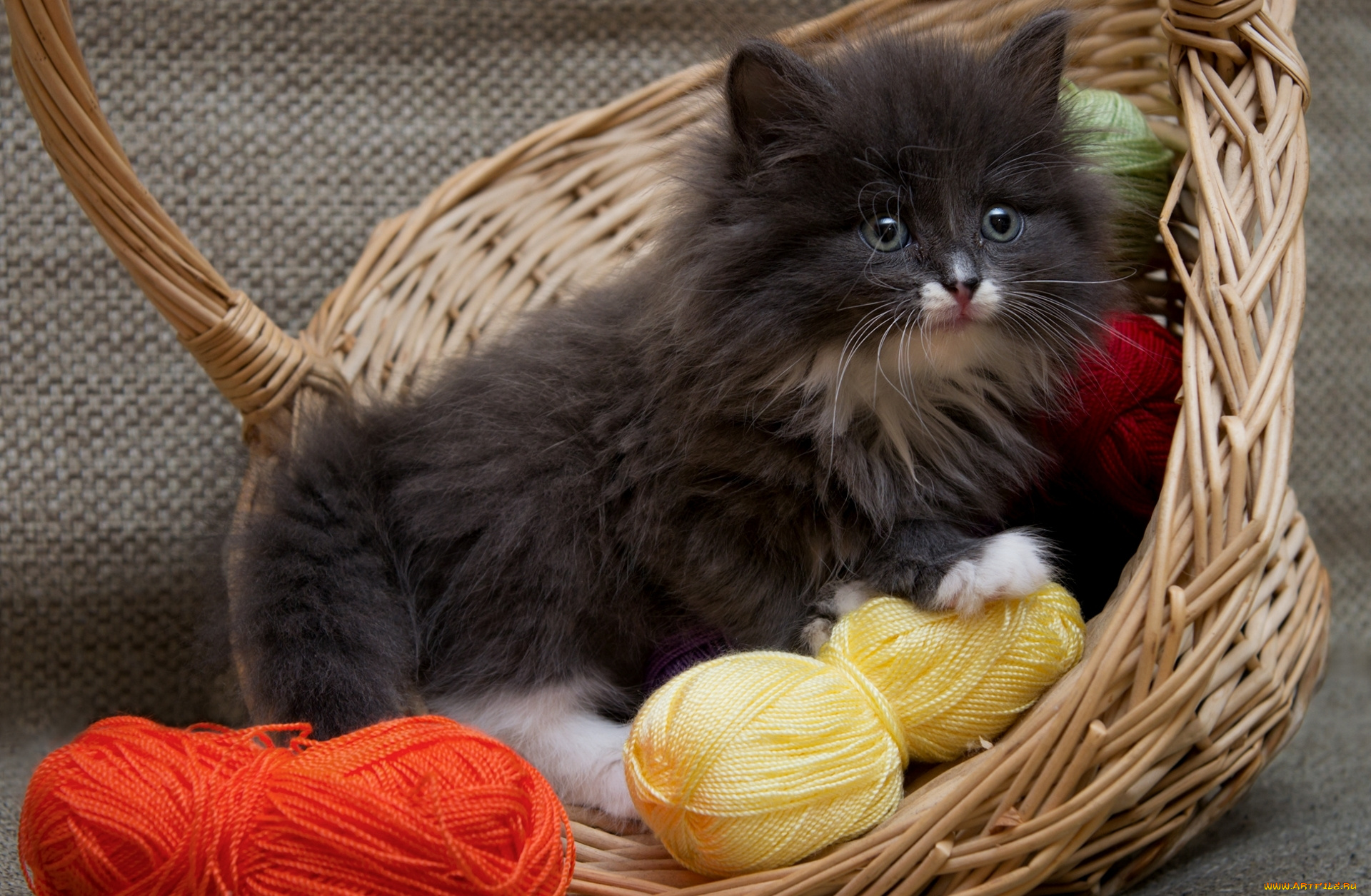 животные, коты, корзина, нитки, пушистый, котенок
