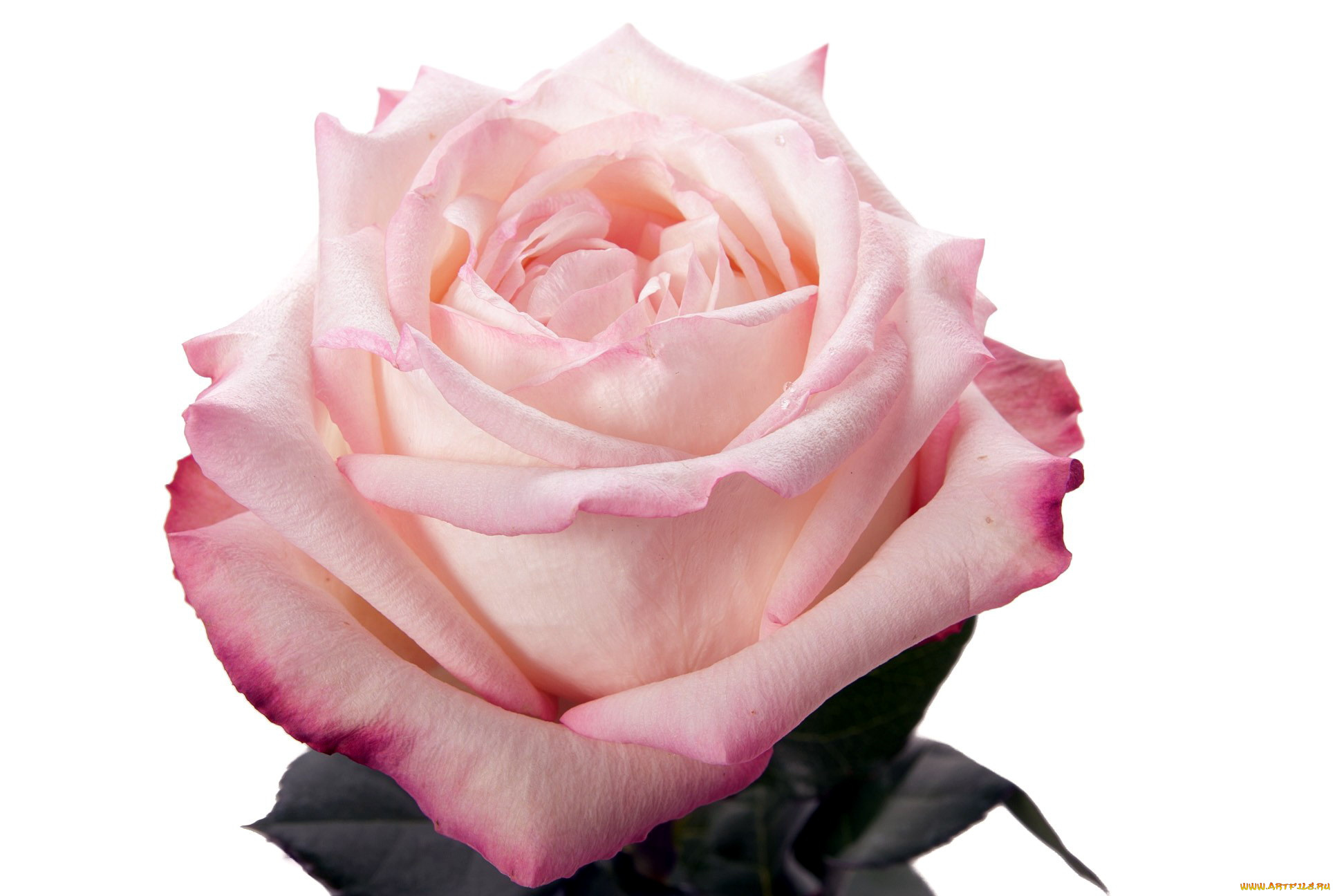 цветы, розы, розовый