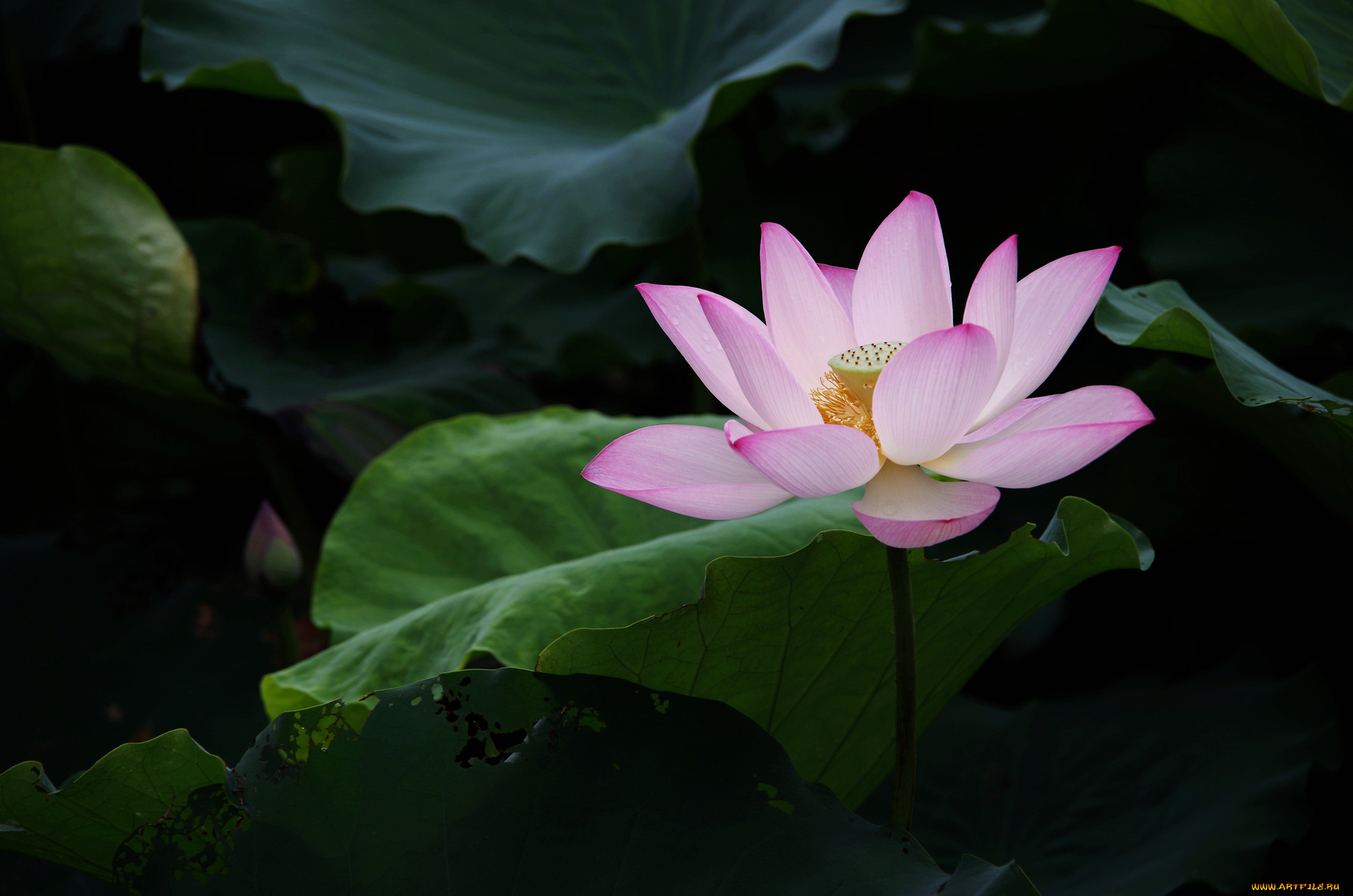 цветы, лотосы, лепестки