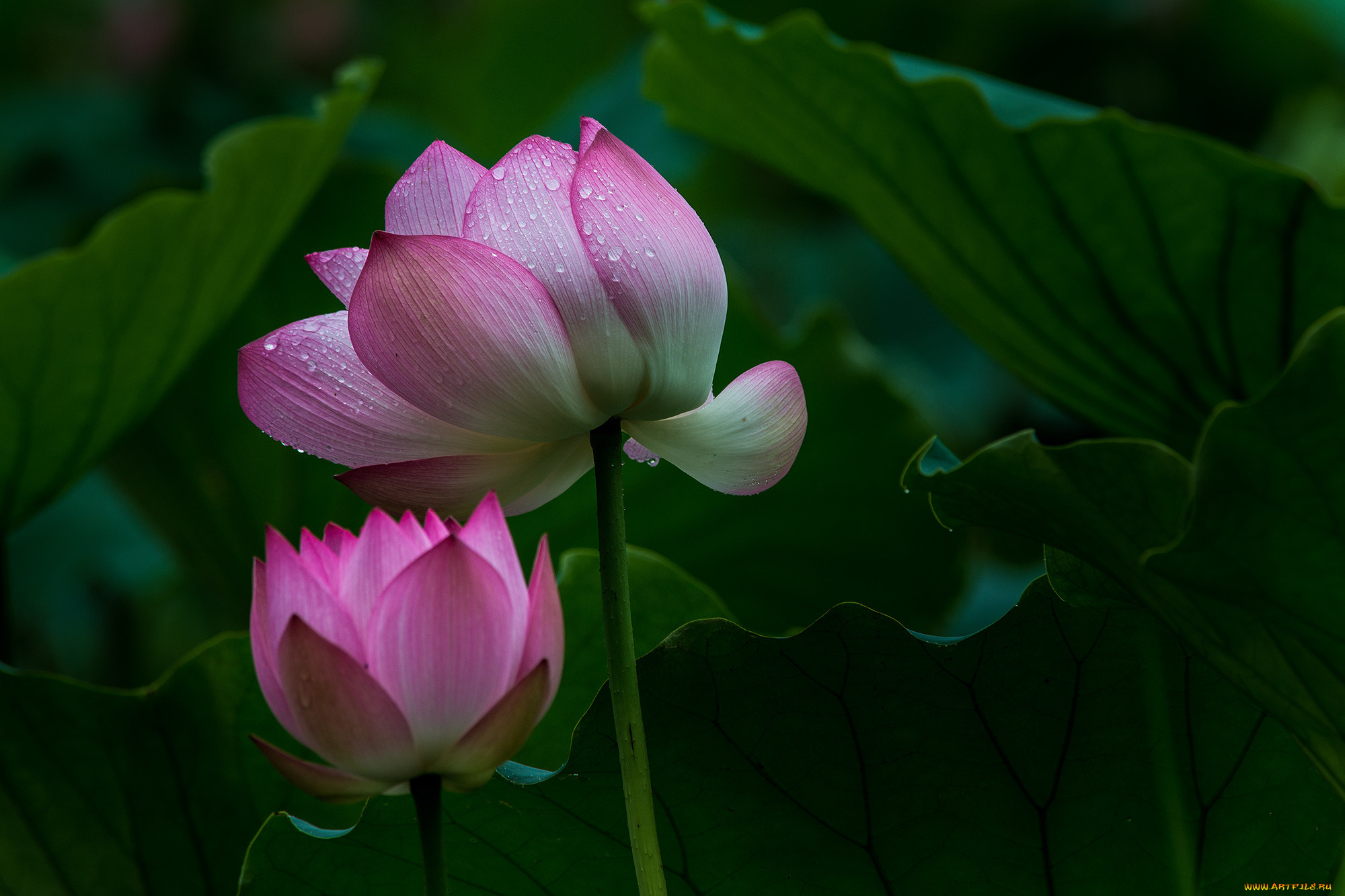 цветы, лотосы, лепестки