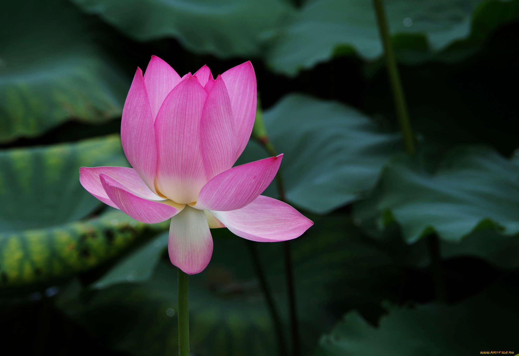 цветы, лотосы, лепестки