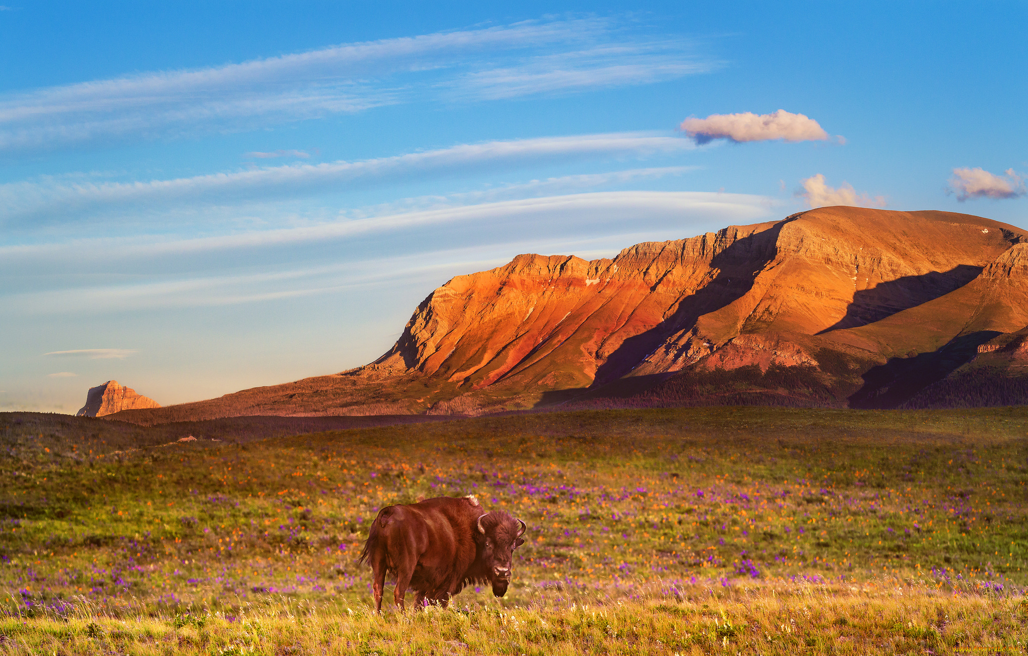 животные, коровы, , буйволы, пейзаж, бык