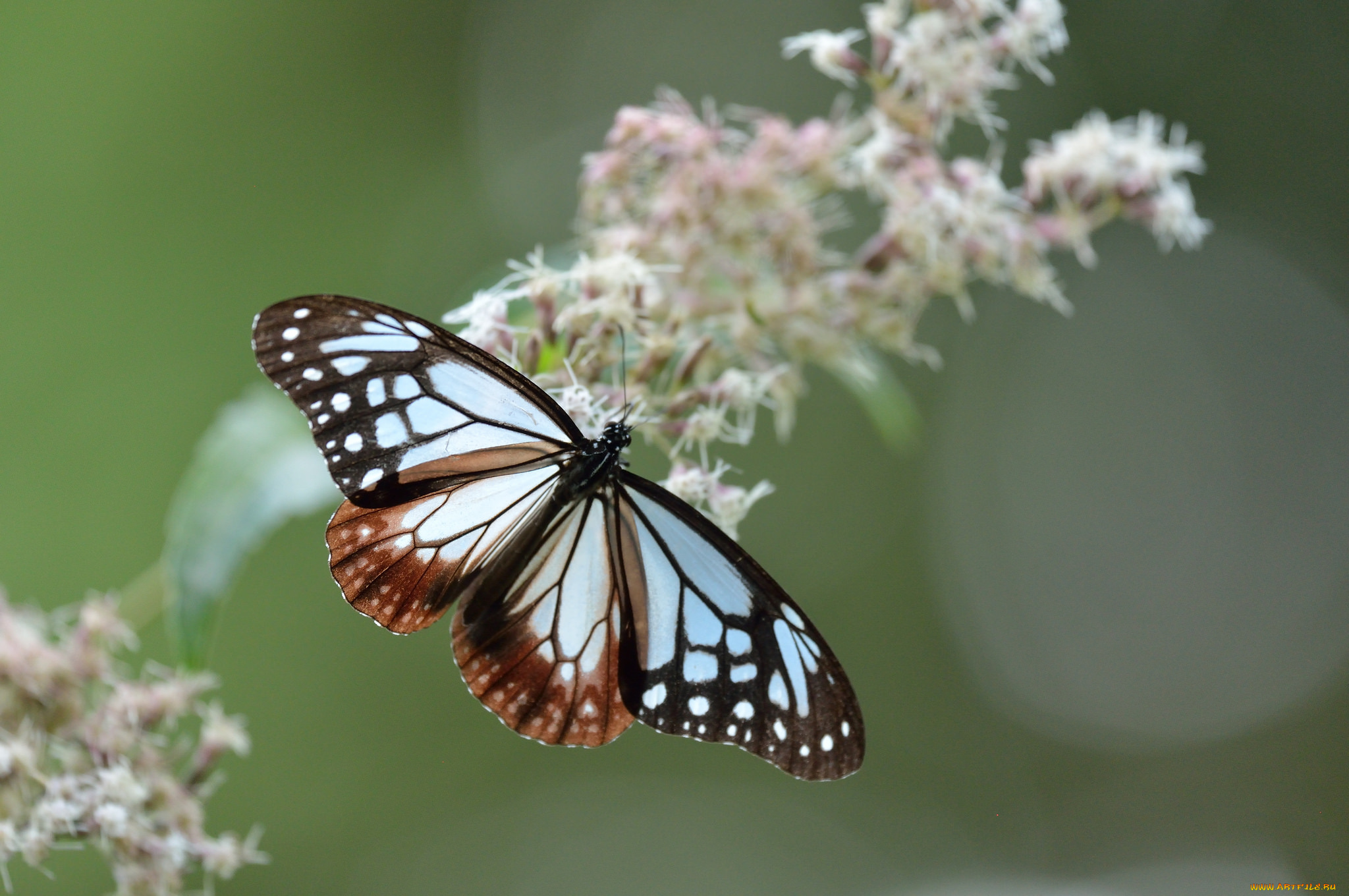 животные, бабочки, , мотыльки, , моли, бабочка, цветы, фон