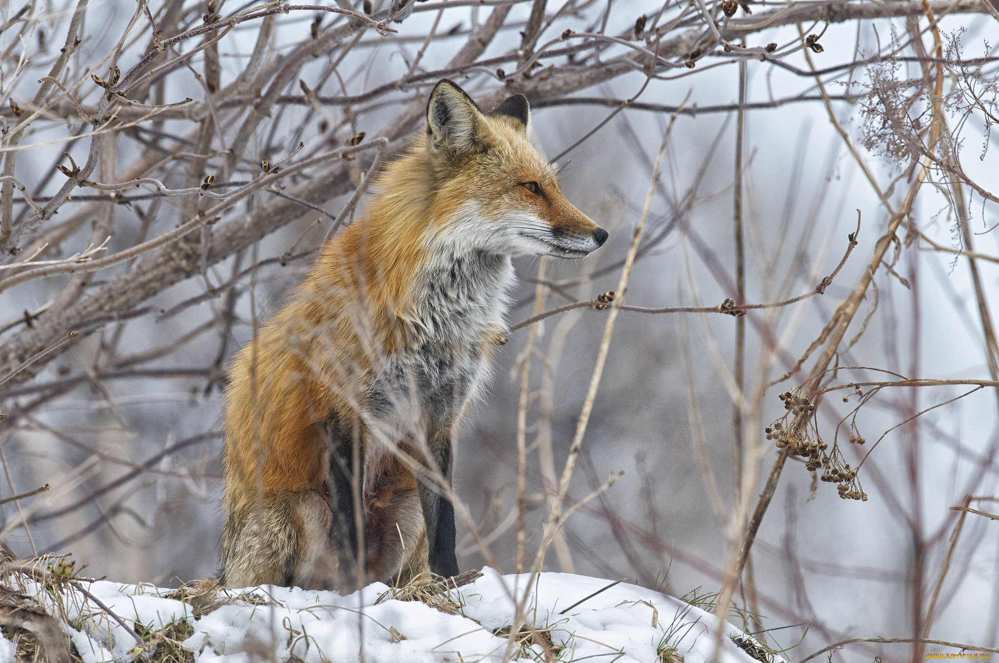 животные, лисы, лисичка