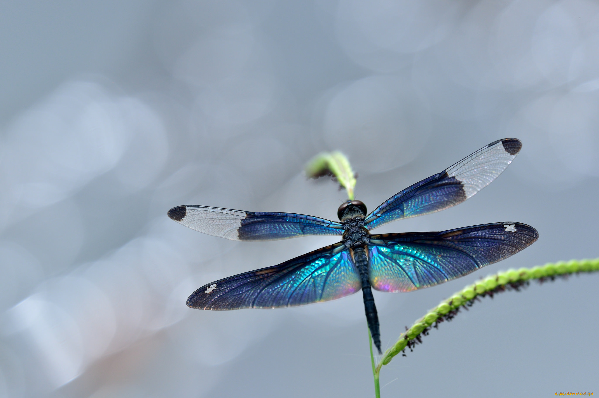 животные, стрекозы, стрекоза, макро, крылья