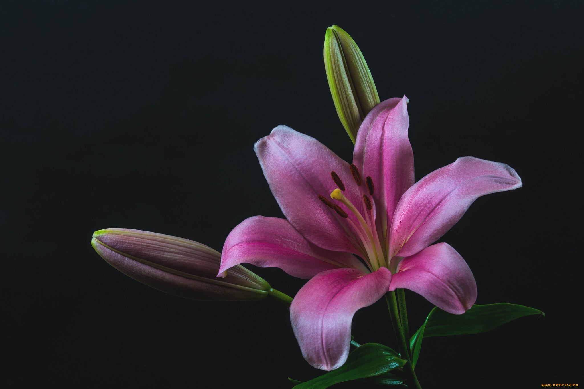 цветы, лилии, , лилейники, розовая, лилия, макро, бутоны