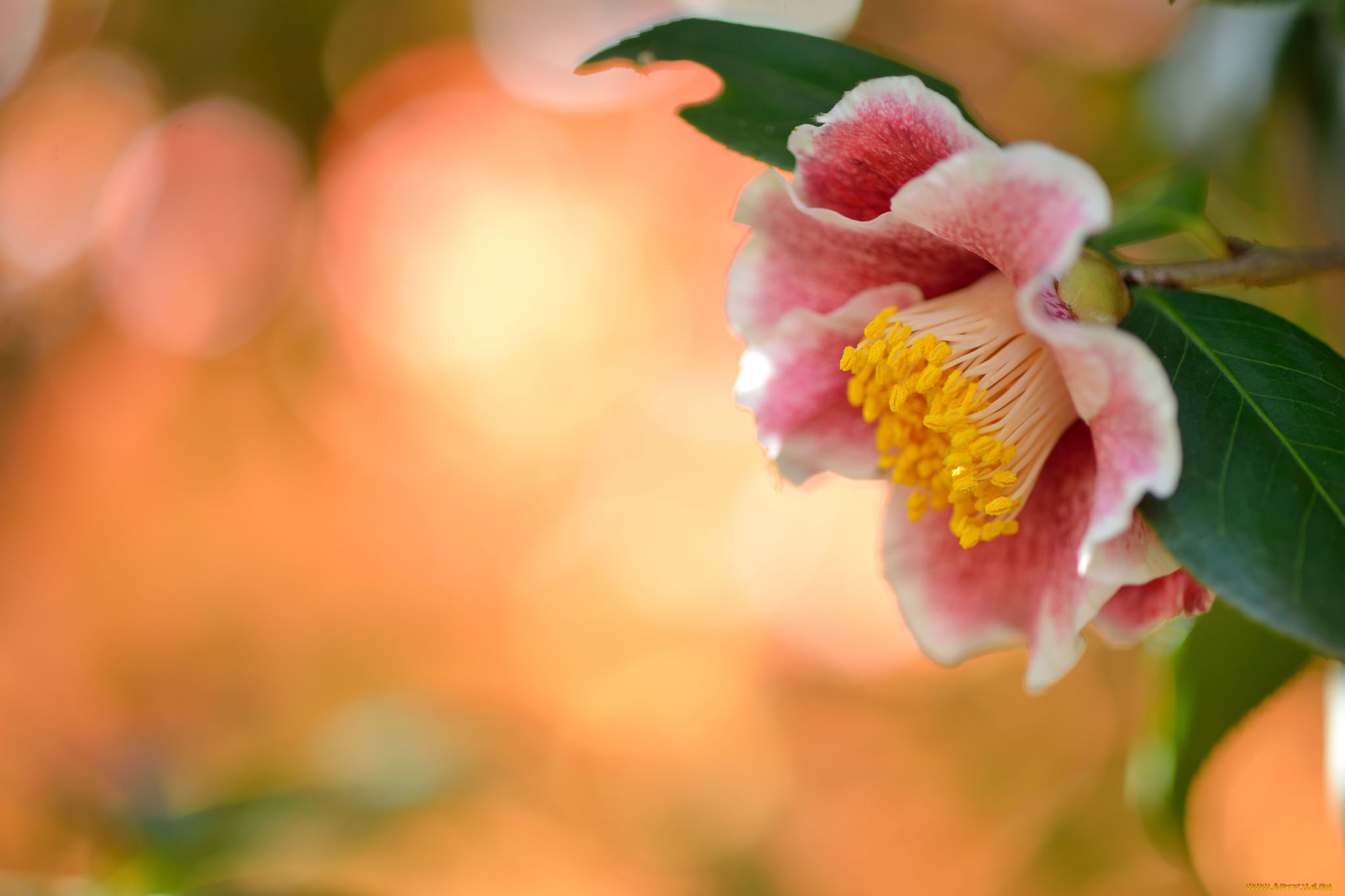 цветы, камелии, камелия