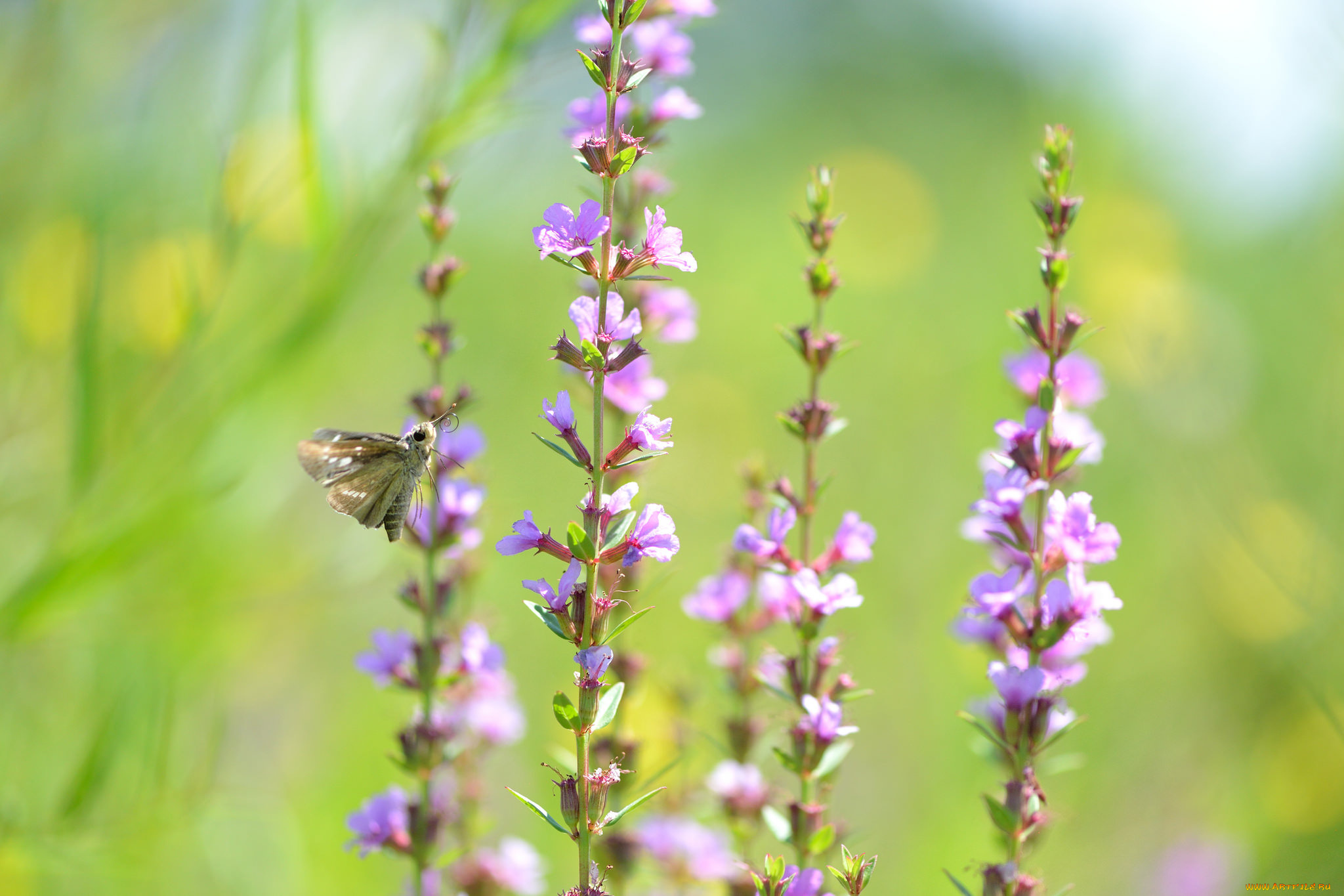 цветы, луговые, , полевые, , цветы, макро, фон