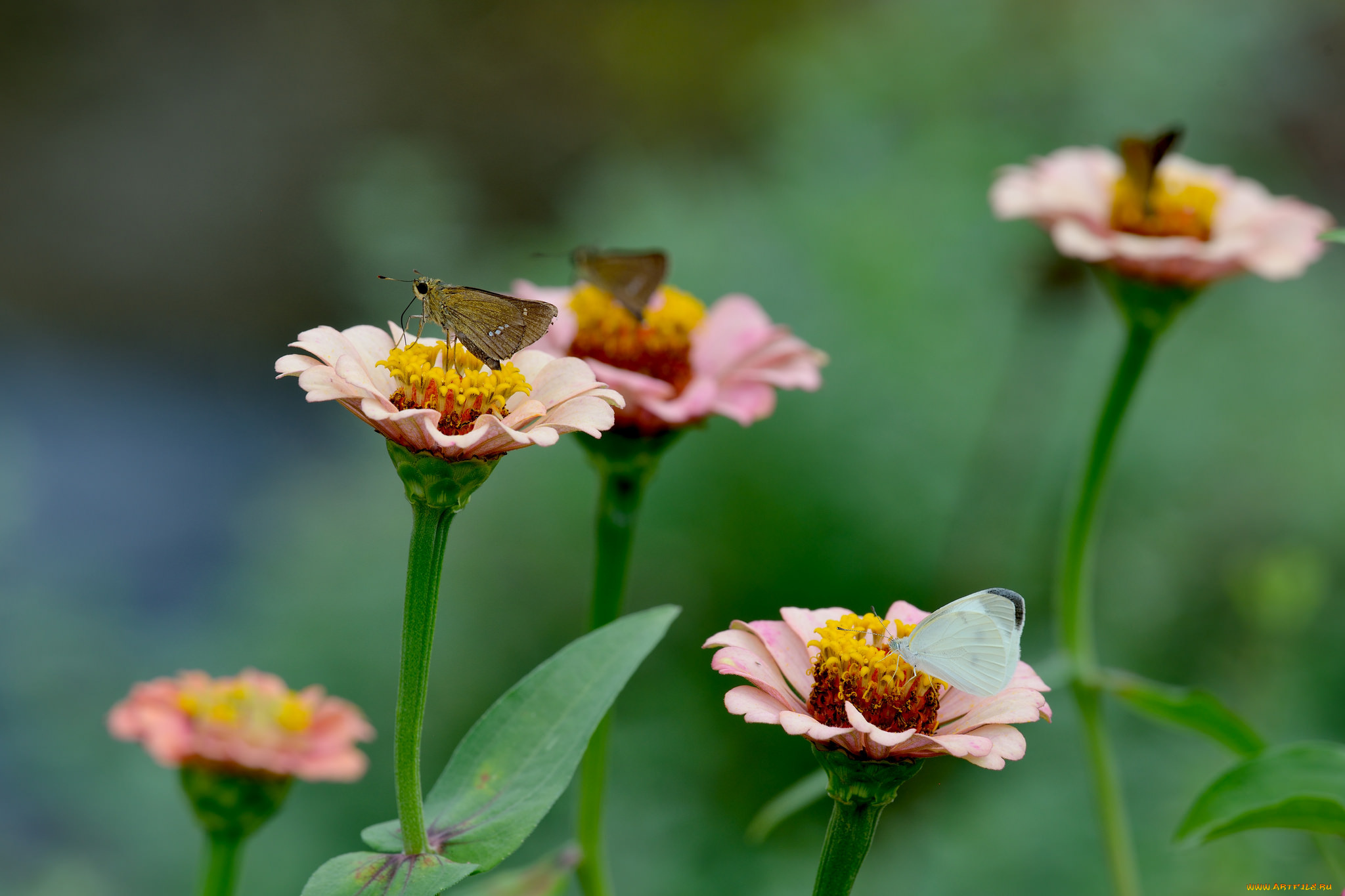 животные, бабочки, , мотыльки, , моли, цинния