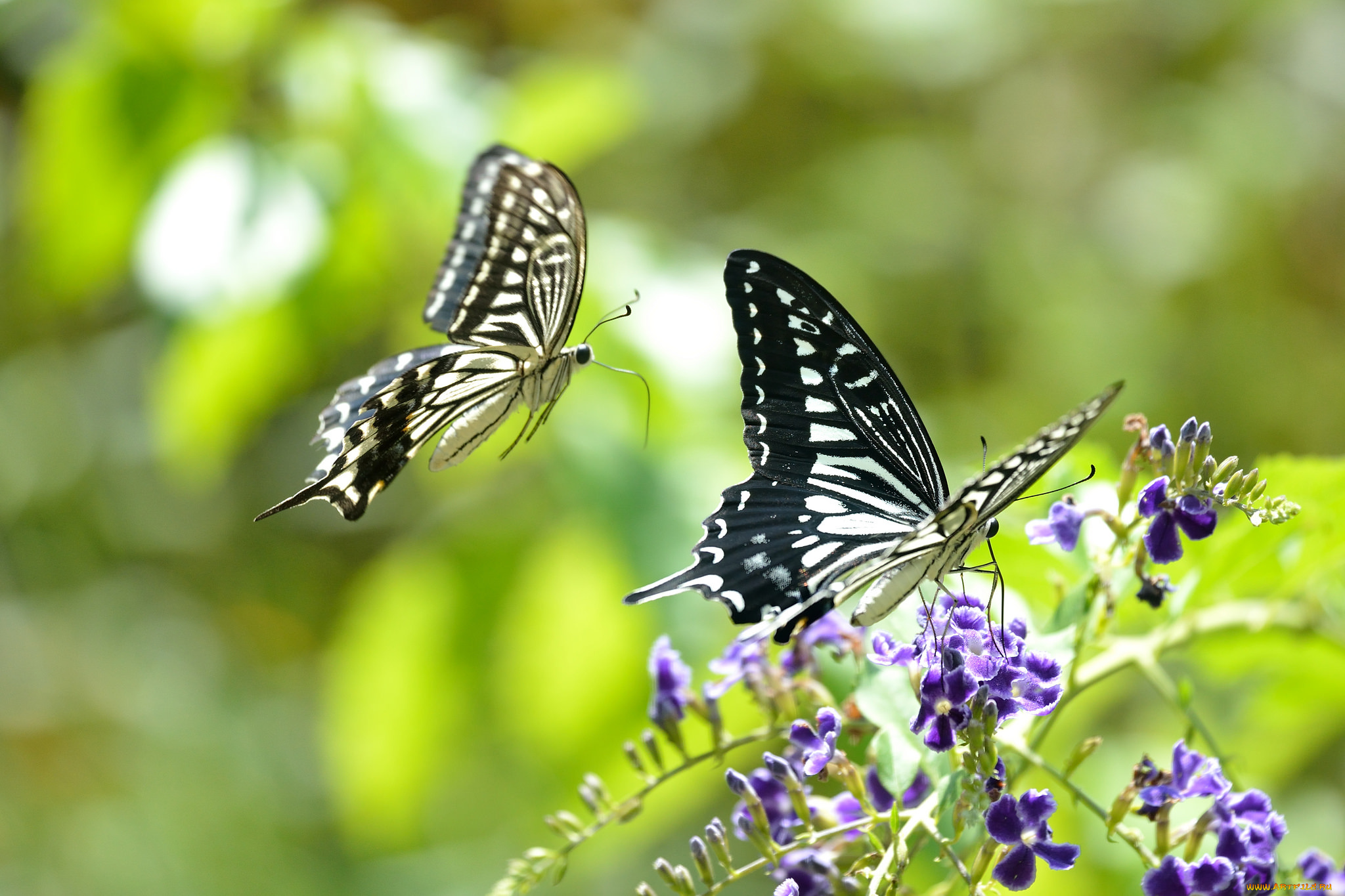 животные, бабочки, , мотыльки, , моли, цветы, фон