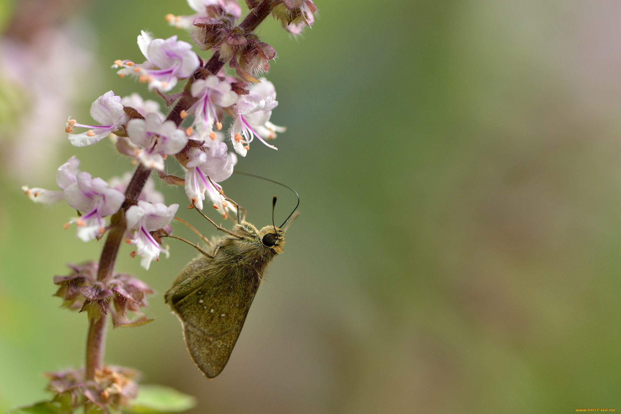 животные, бабочки, , мотыльки, , моли, фон, бабочка, цветы