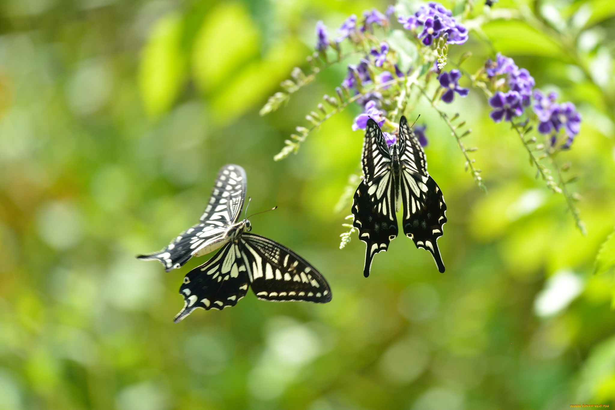 животные, бабочки, , мотыльки, , моли, фон, цветы