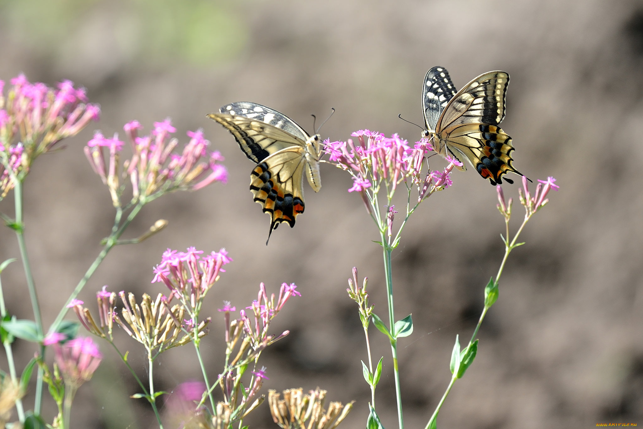 животные, бабочки, , мотыльки, , моли, фон, цветы