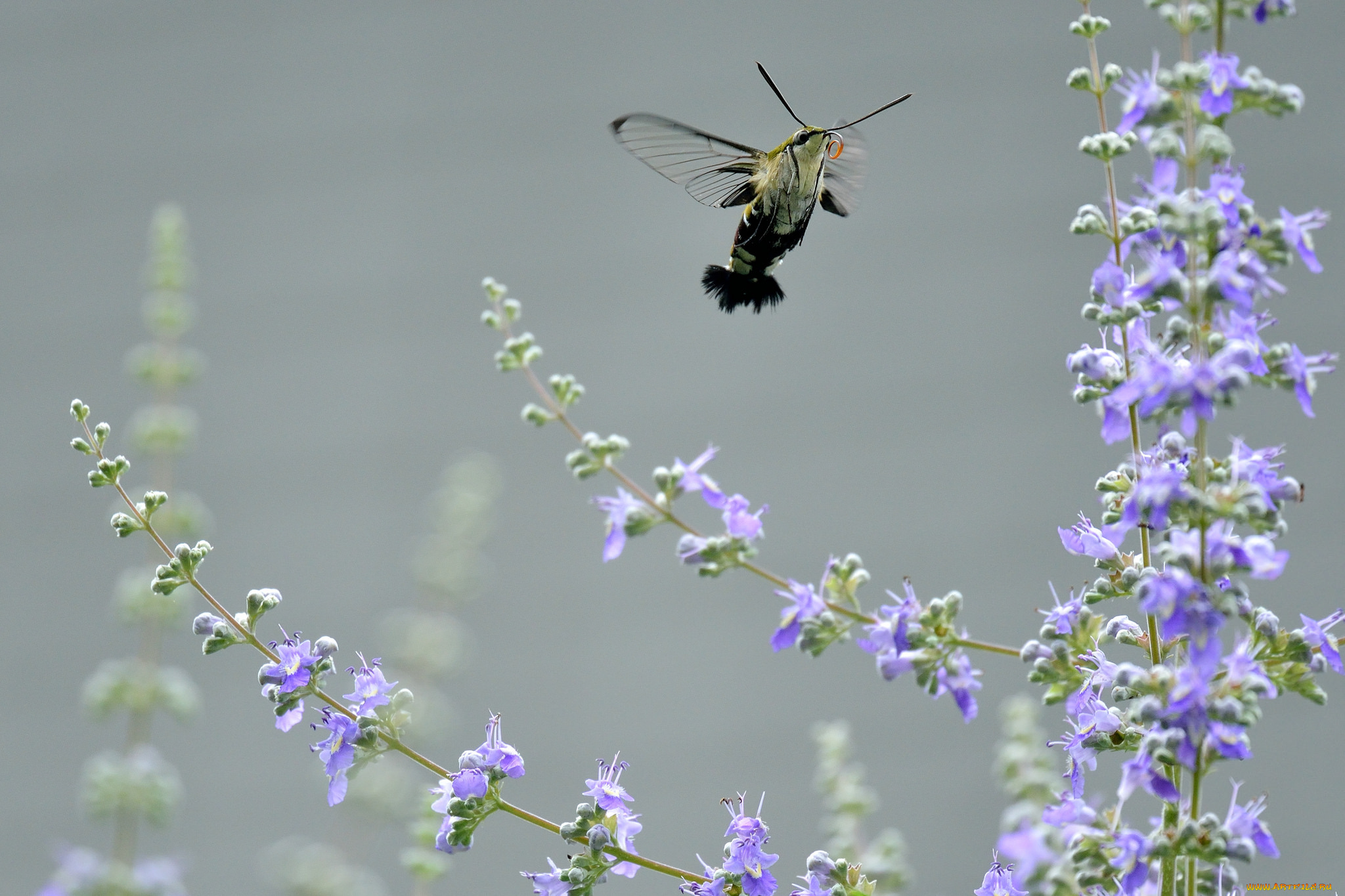 животные, бабочки, , мотыльки, , моли, мотылёк, цветы