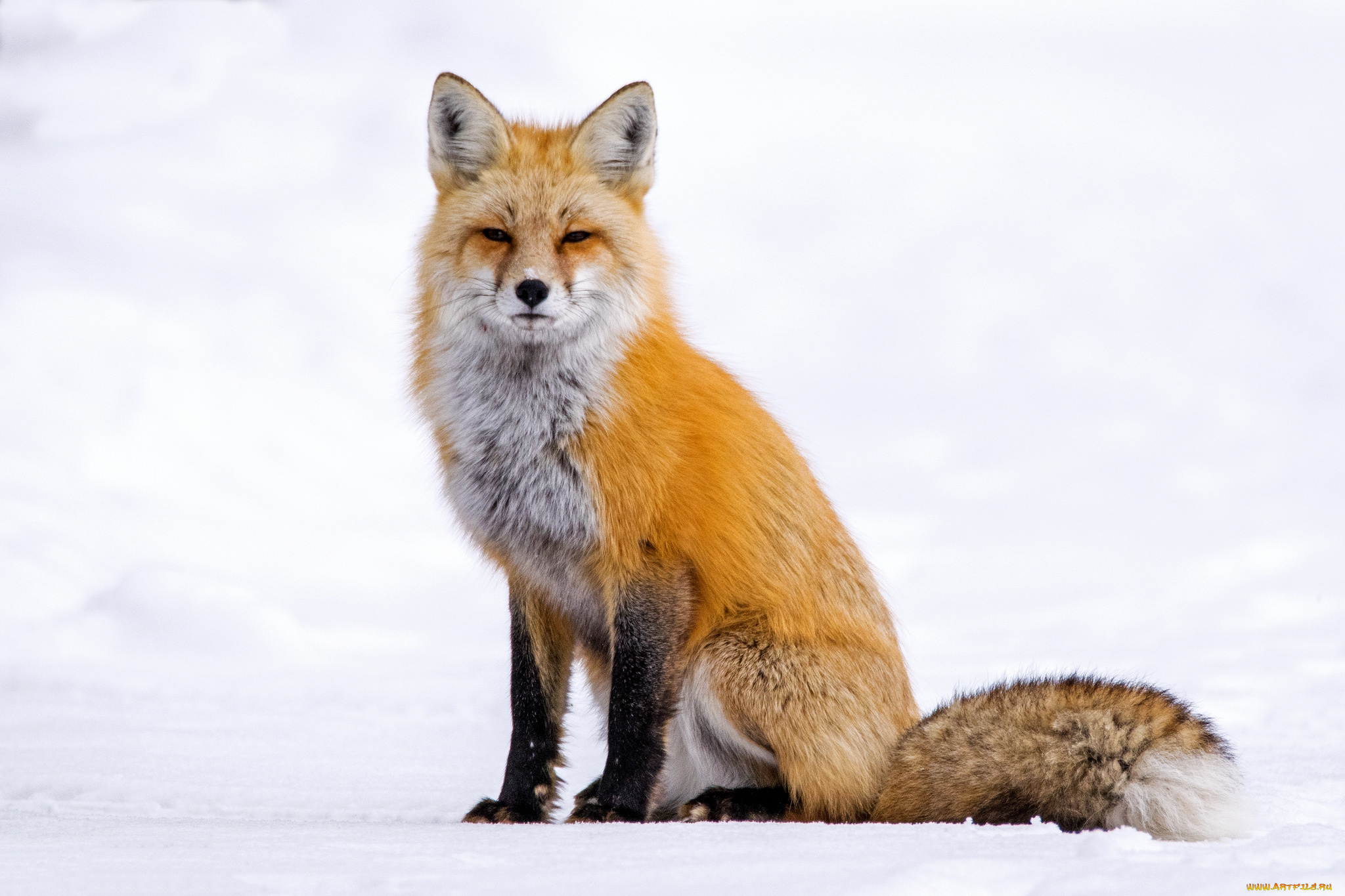 животные, лисы, лисичка