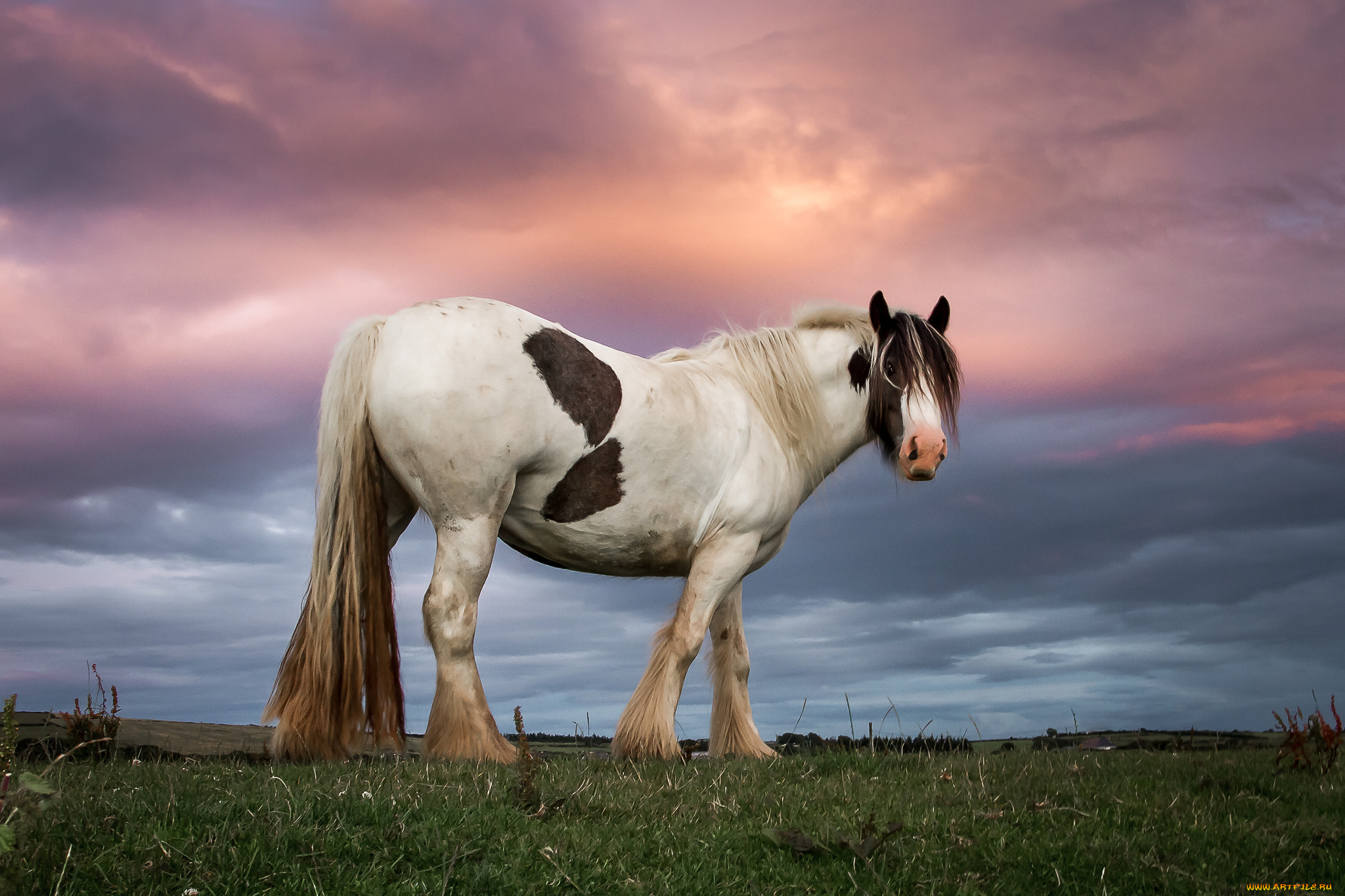 животные, лошади, лошадка