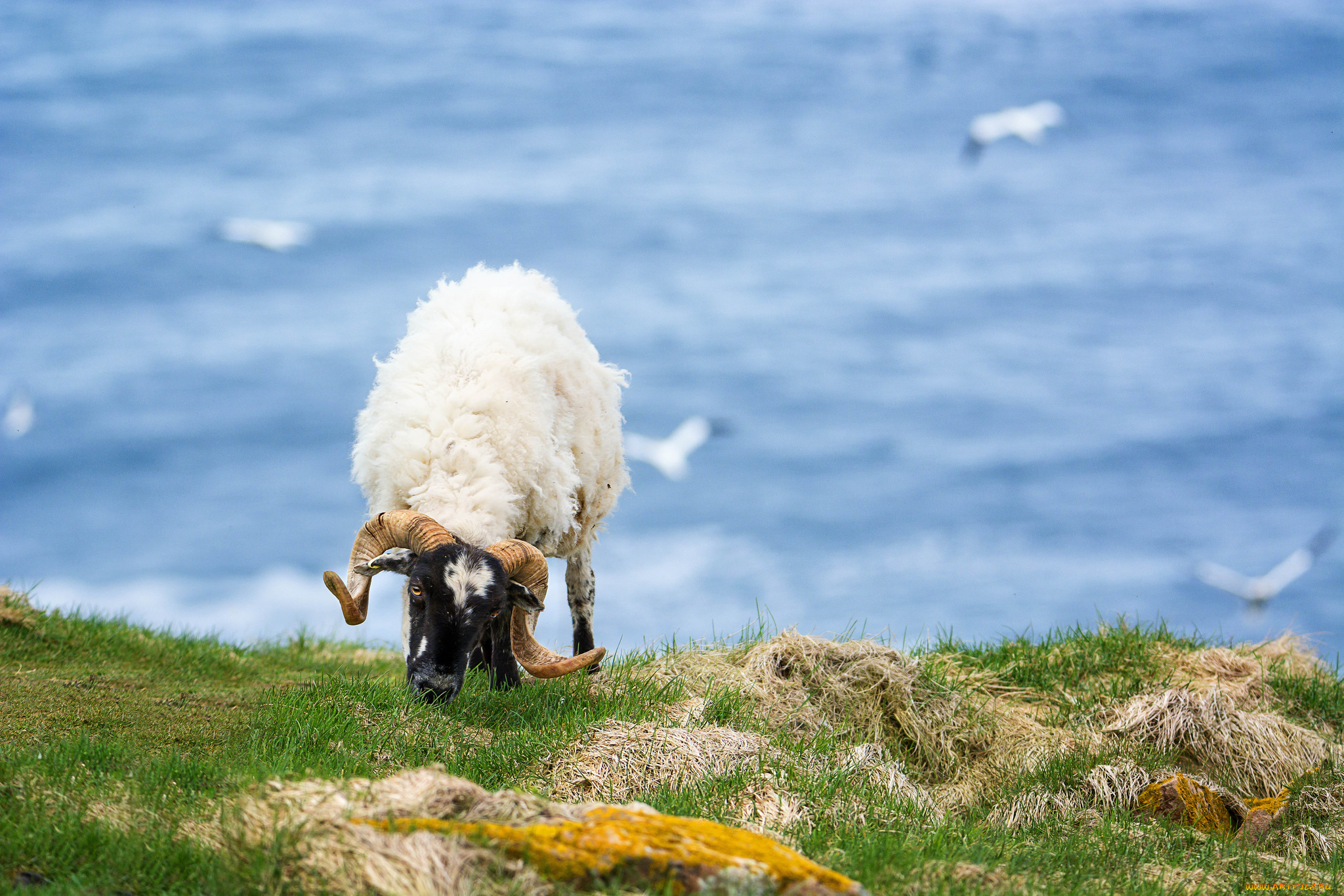 животные, овцы, , бараны, баран