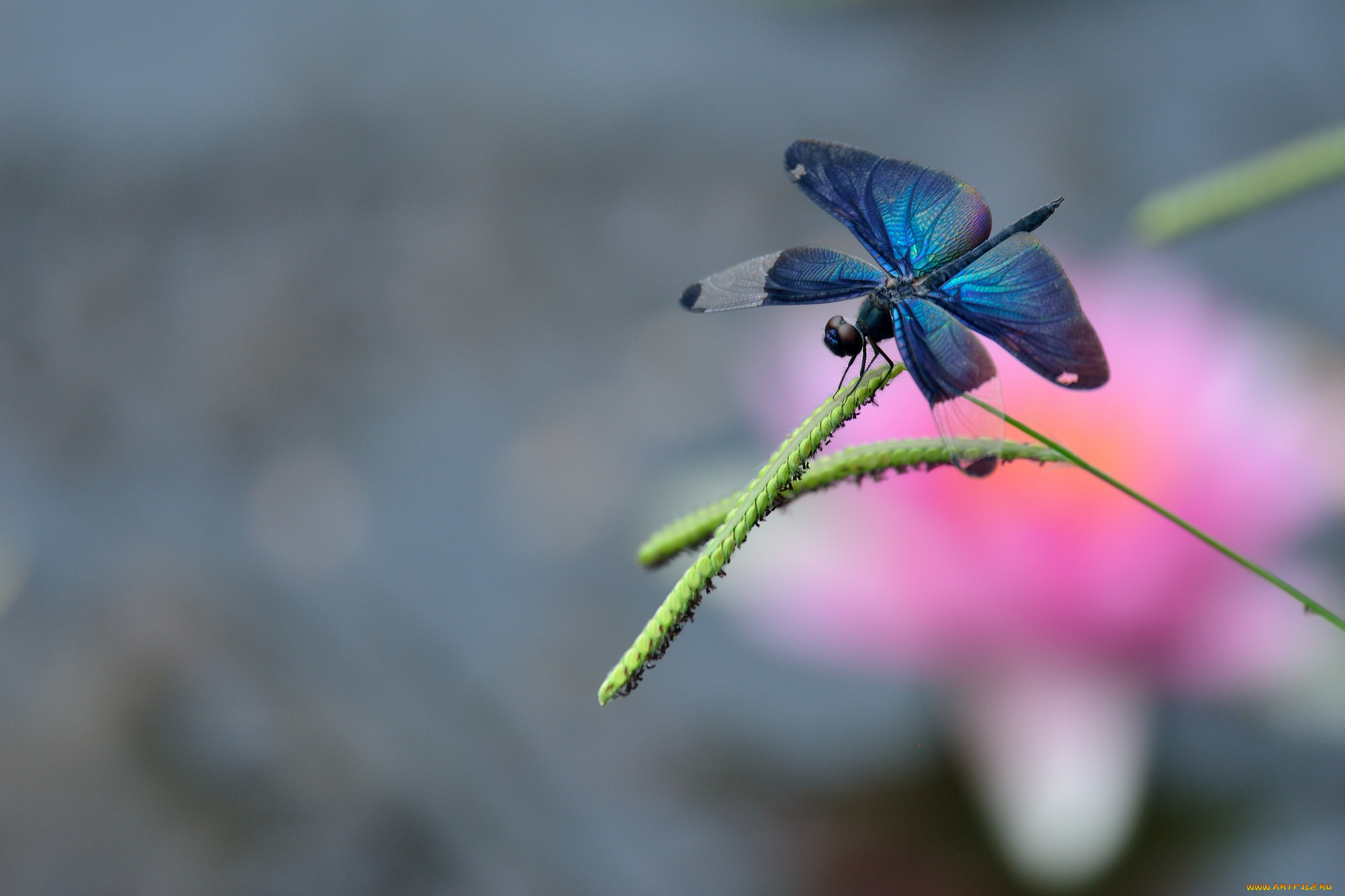 животные, стрекозы, травинка, макро, стрекоза