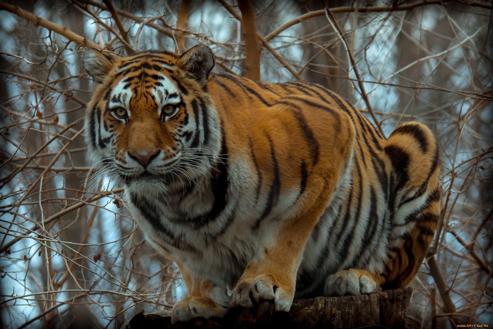 животные, тигры, тигр