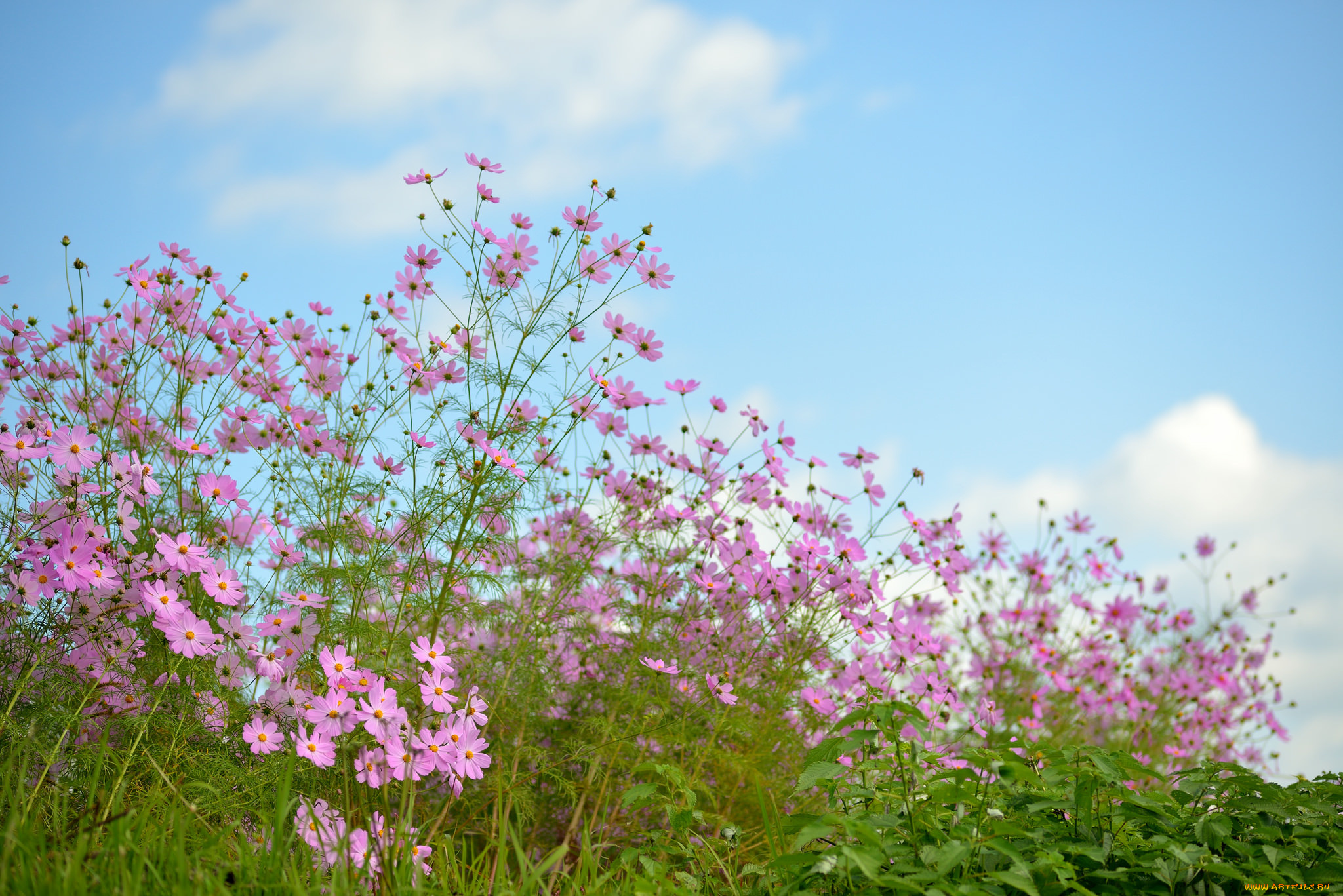 цветы, космея, розовые, небо