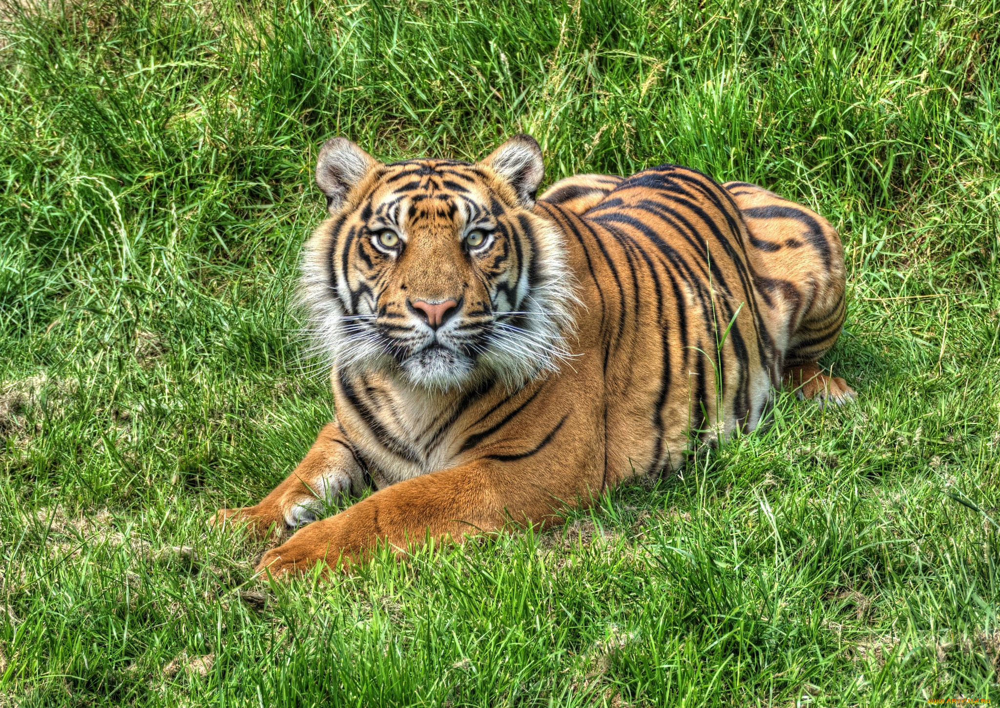 животные, тигры, тигр