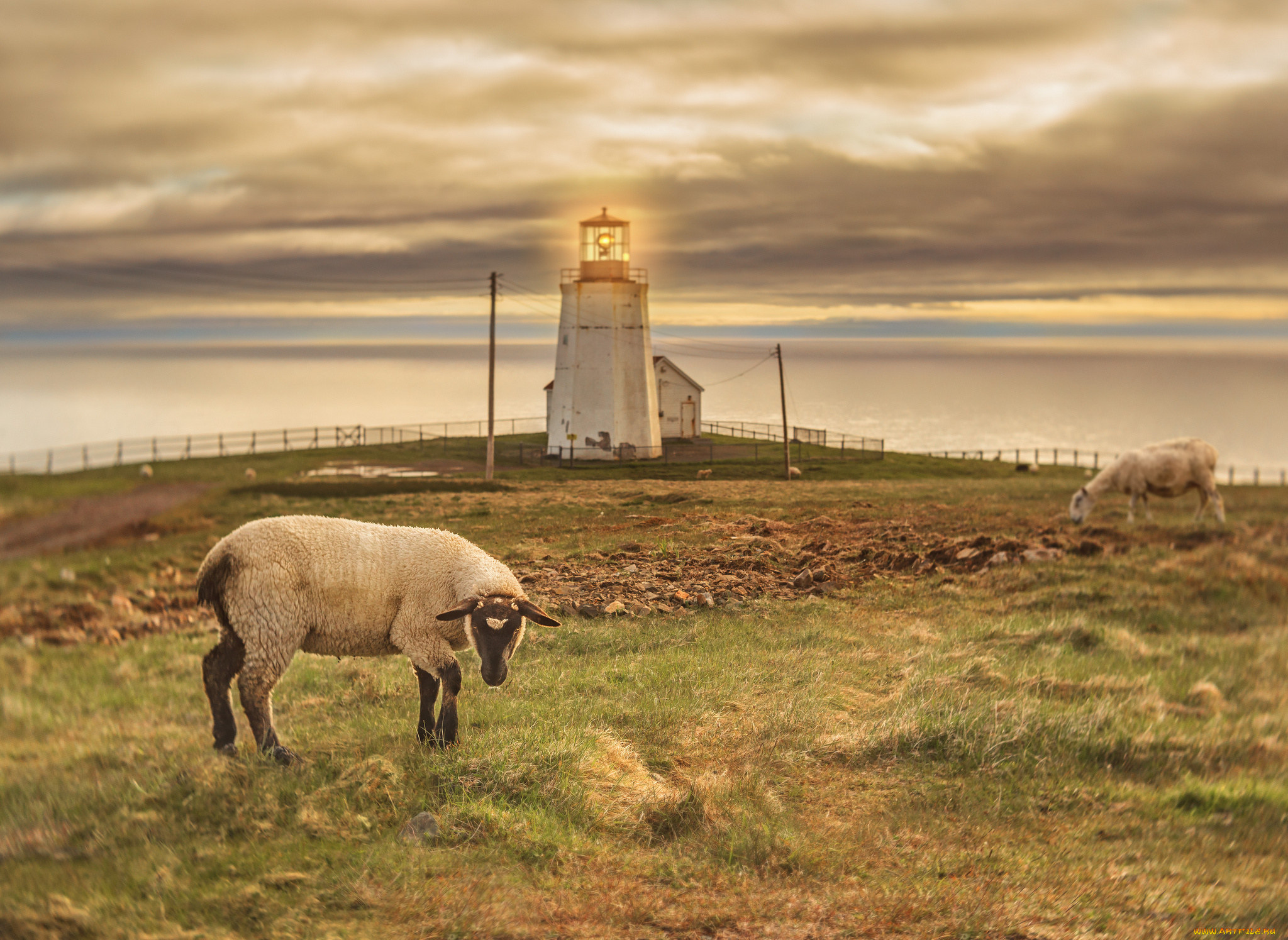 животные, овцы, , бараны, маяк, овца