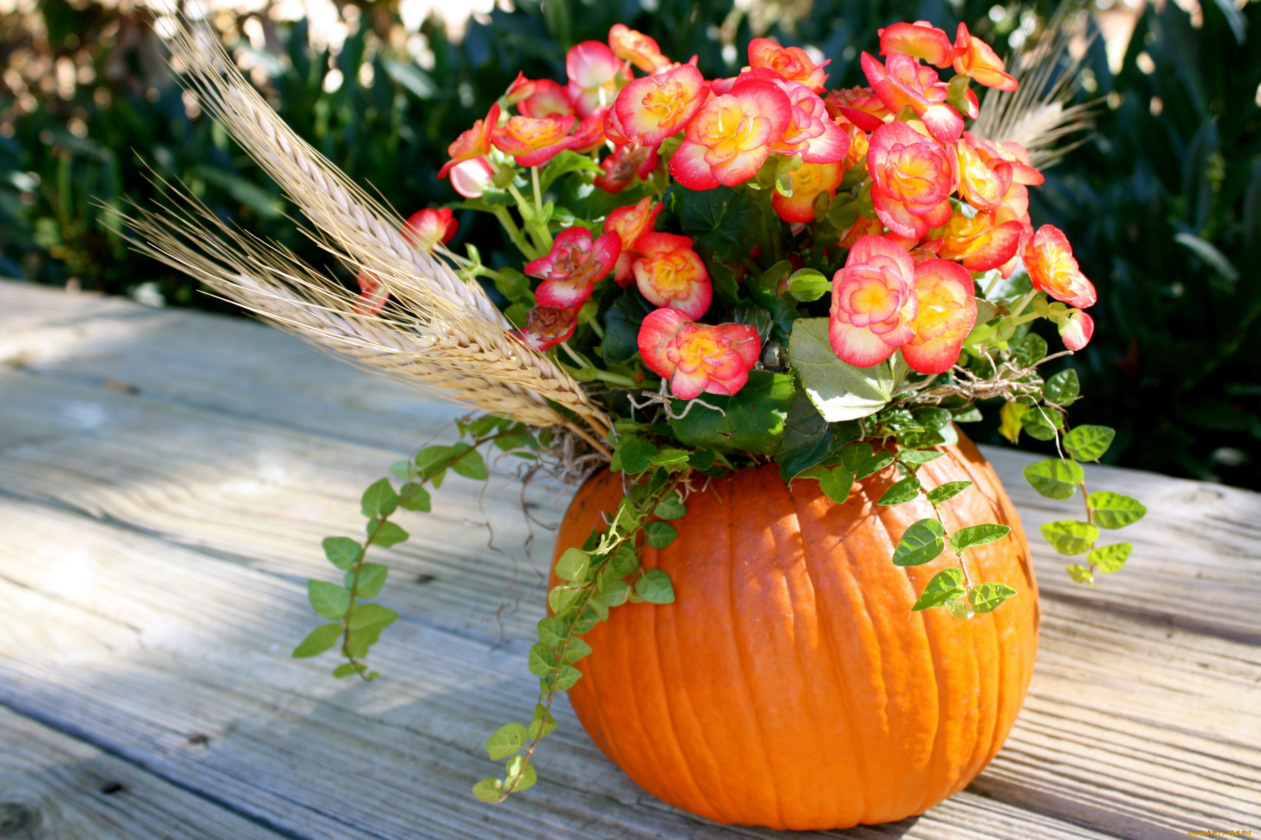 цветы, букеты, , композиции, бегония, колосок