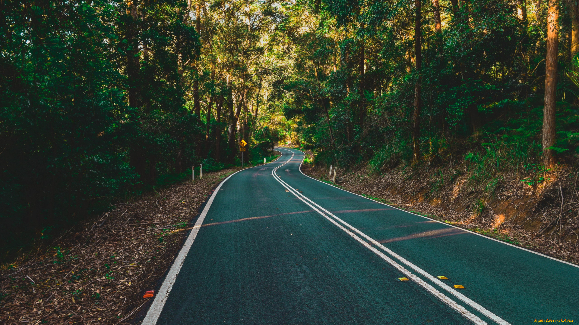 природа, дороги, шоссе, лес