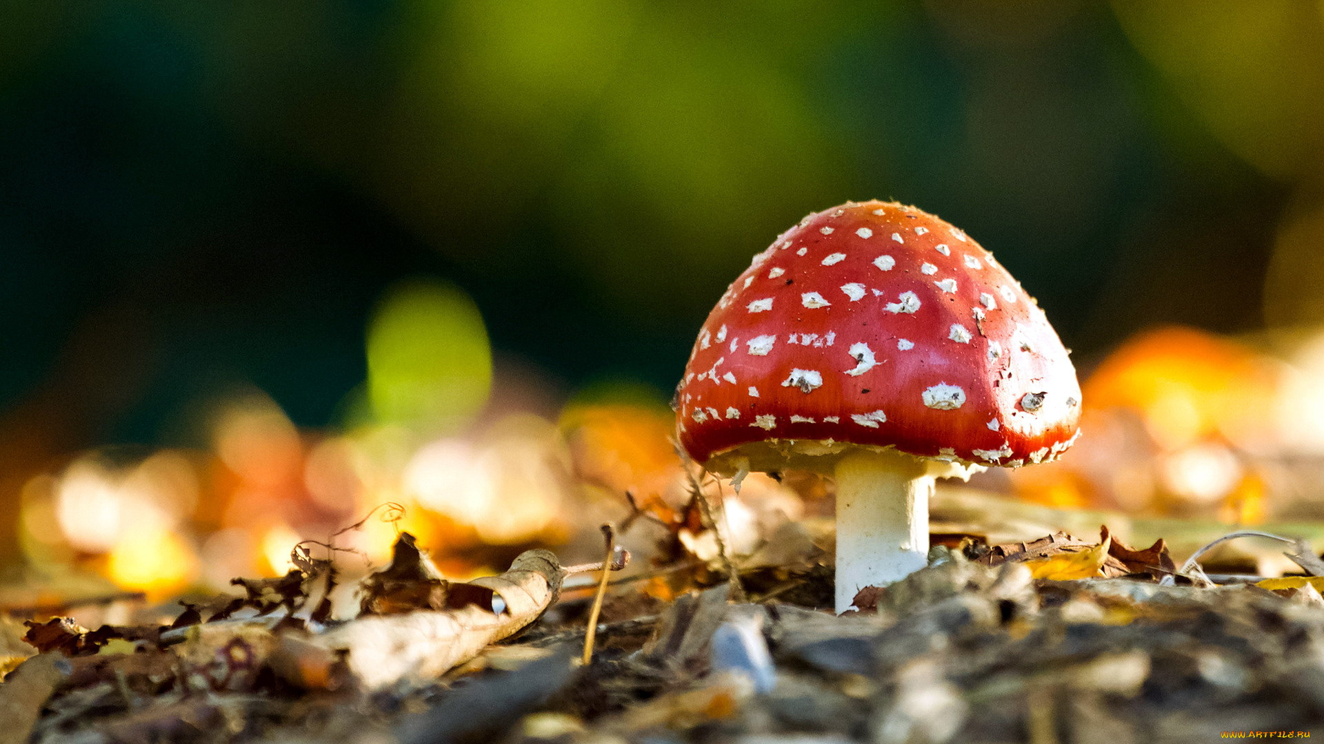 природа, грибы, , мухомор, одиночка