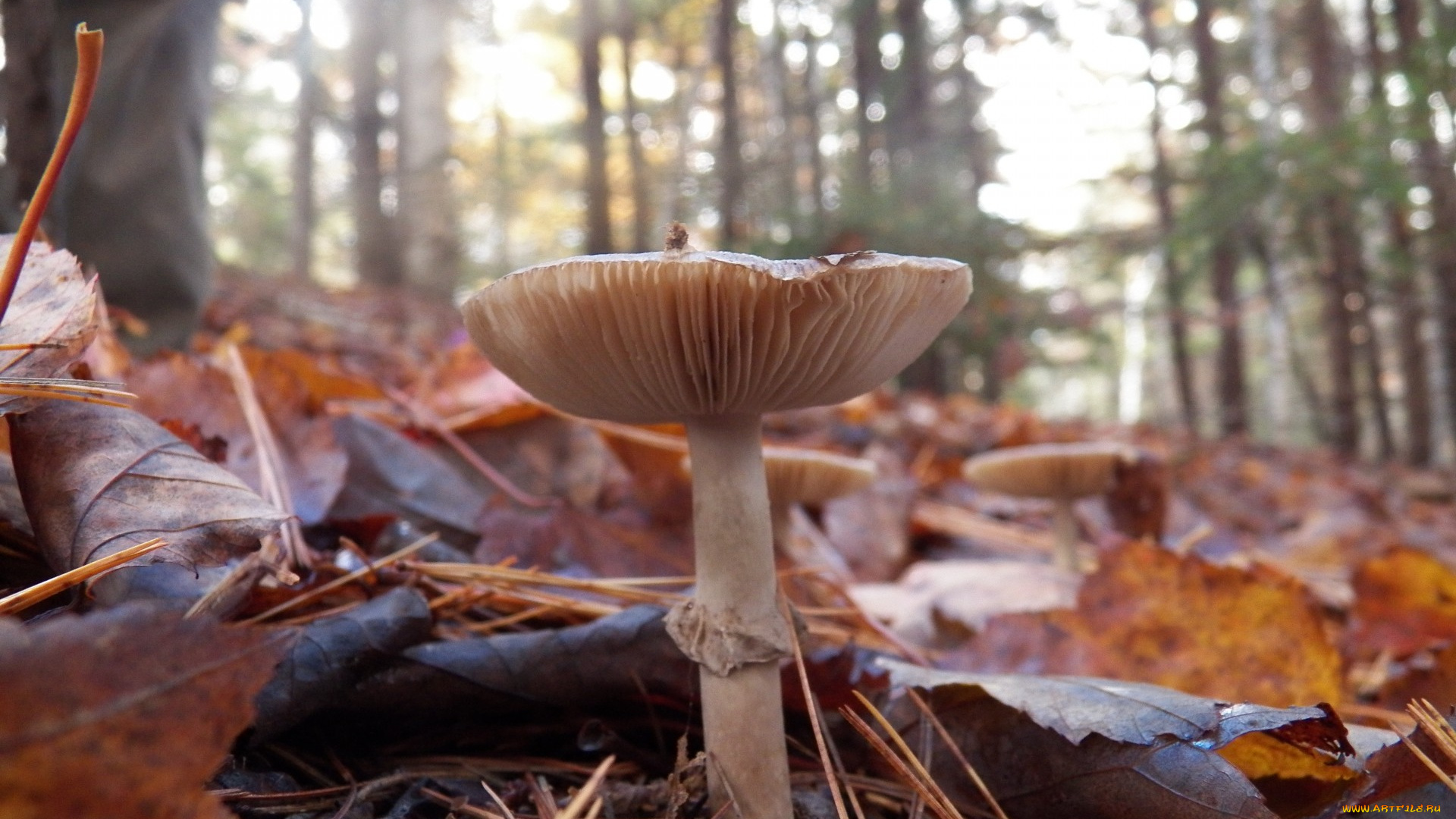 природа, грибы, листья, осень, поганка