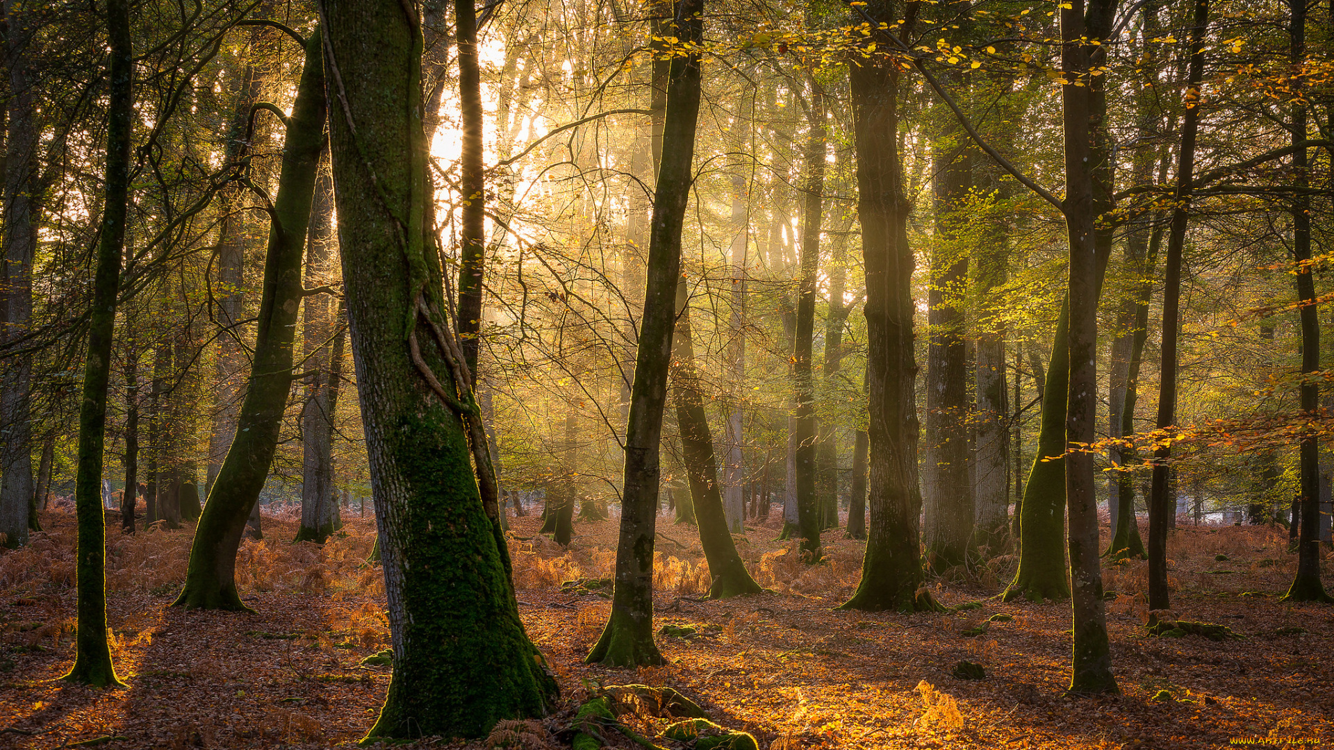 природа, лес, простор