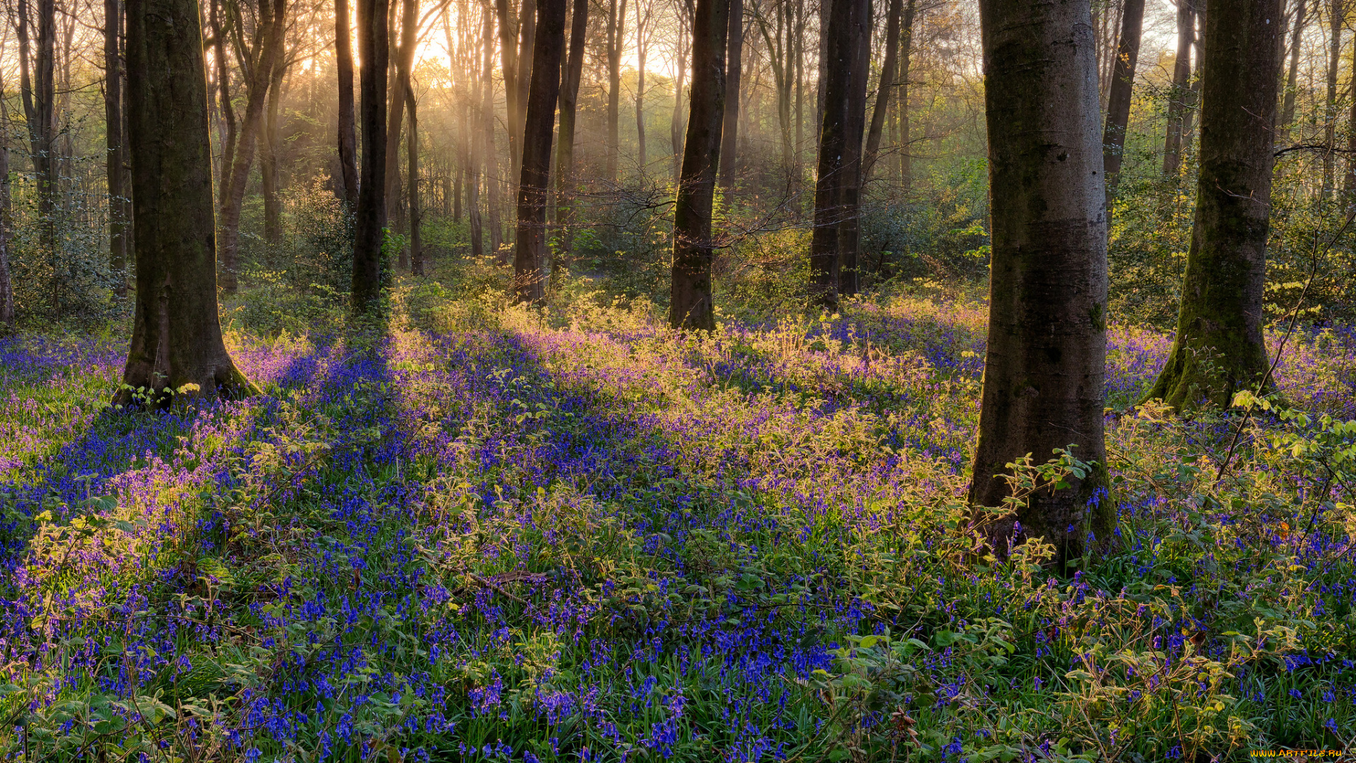 природа, лес, простор