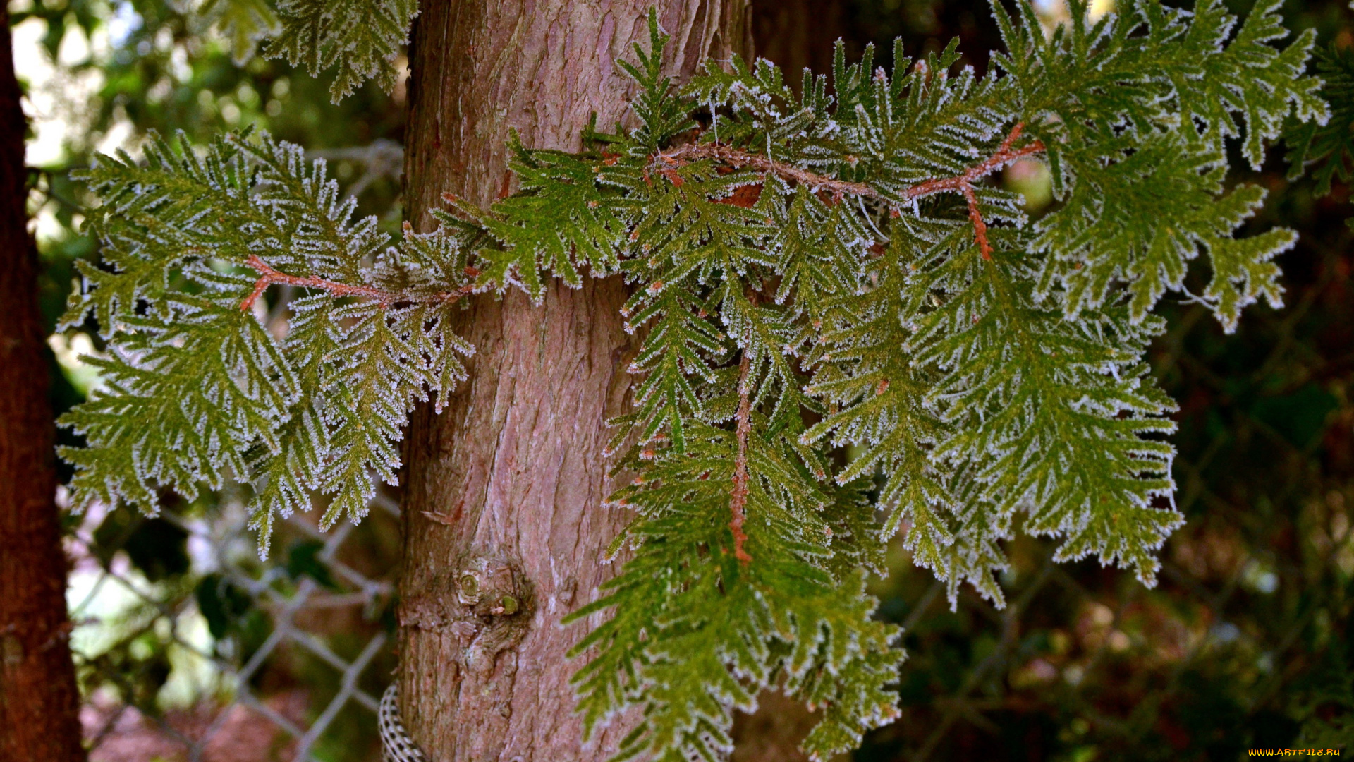 природа, листья, ствол, иней