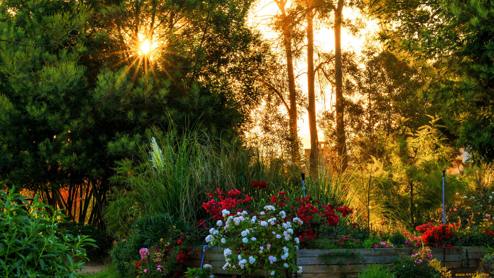 природа, парк, деревья, цветы, солнечные, лучи