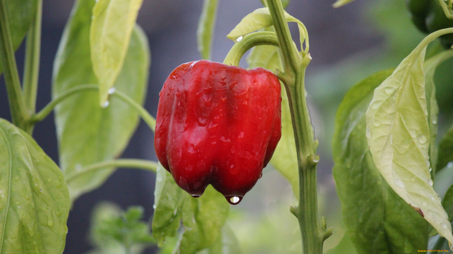 природа, плоды, перец