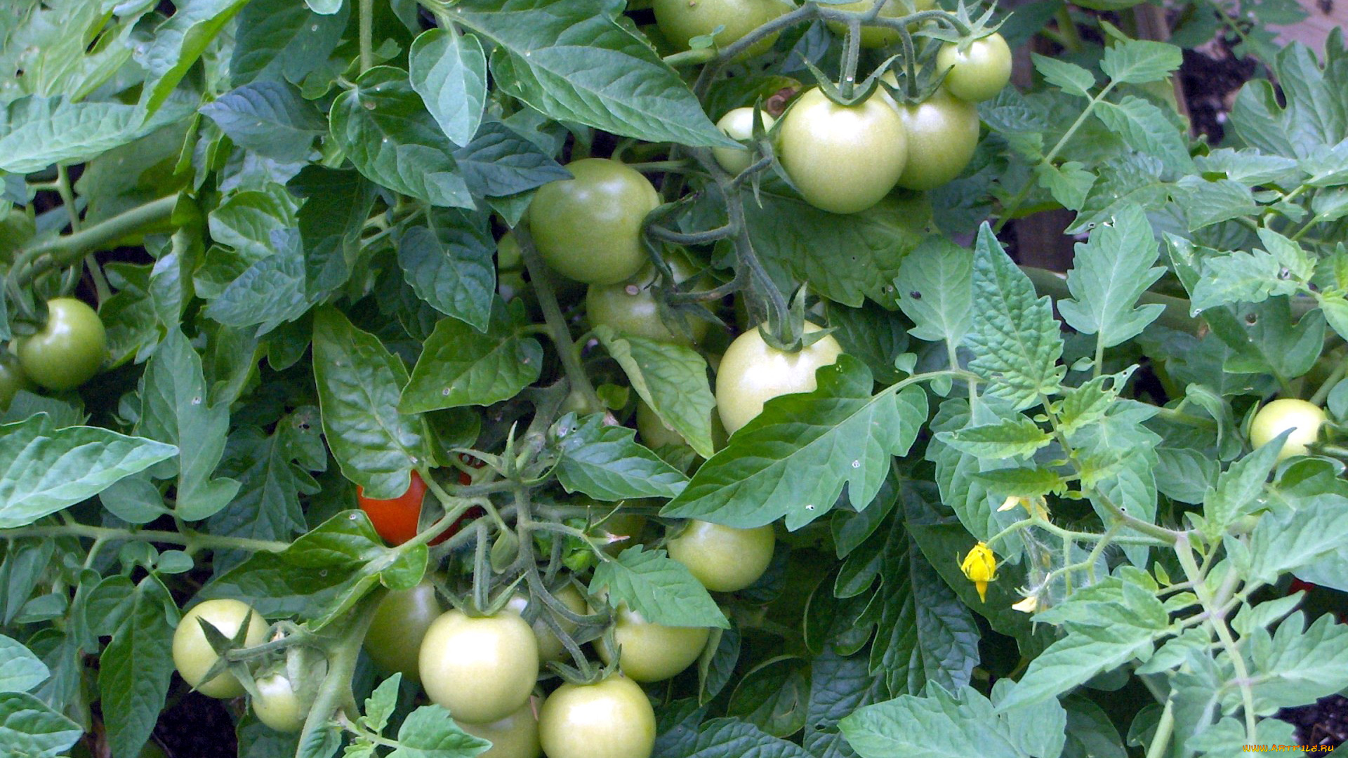 природа, плоды, помидоры