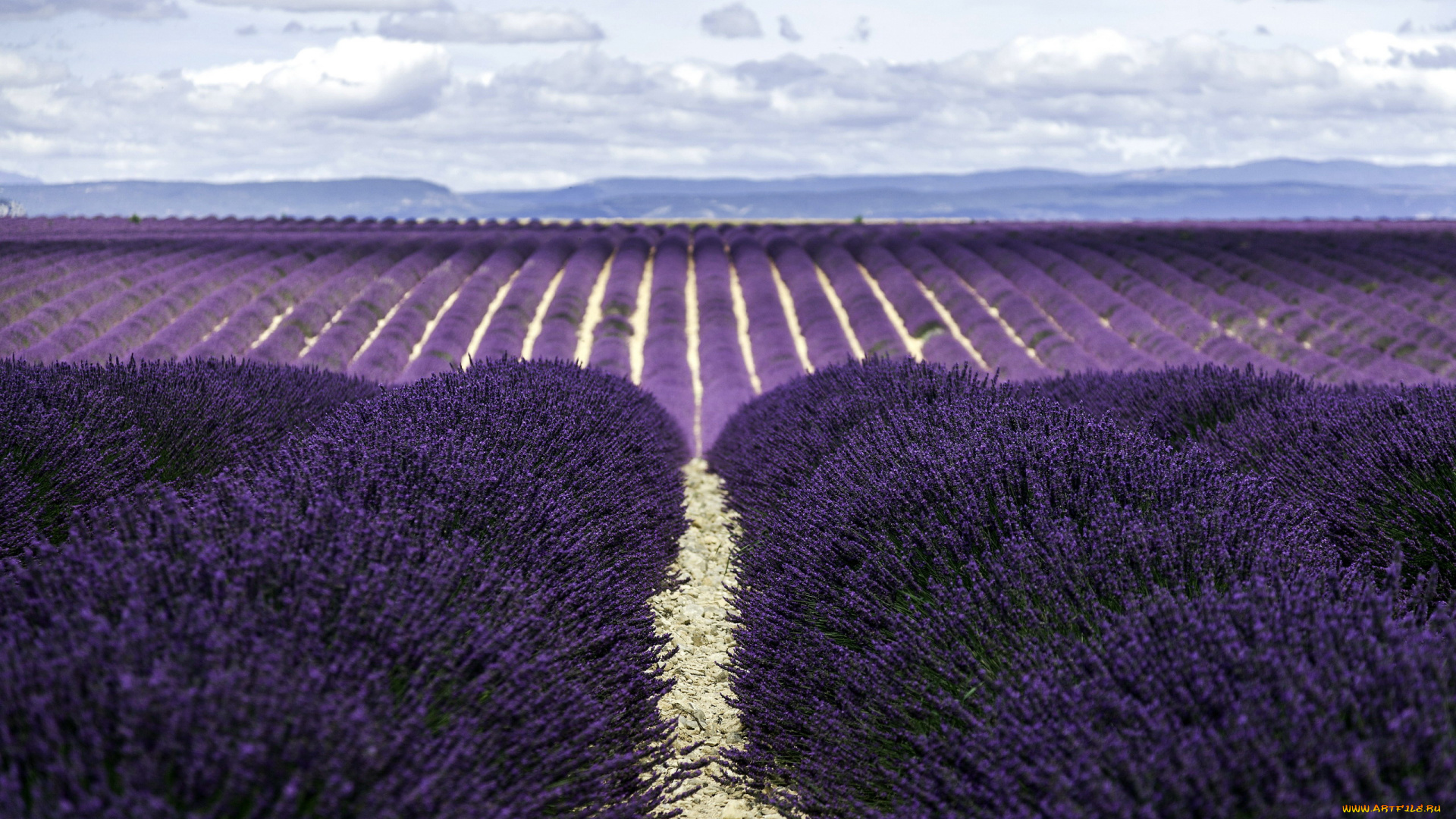 природа, поля, лаванда