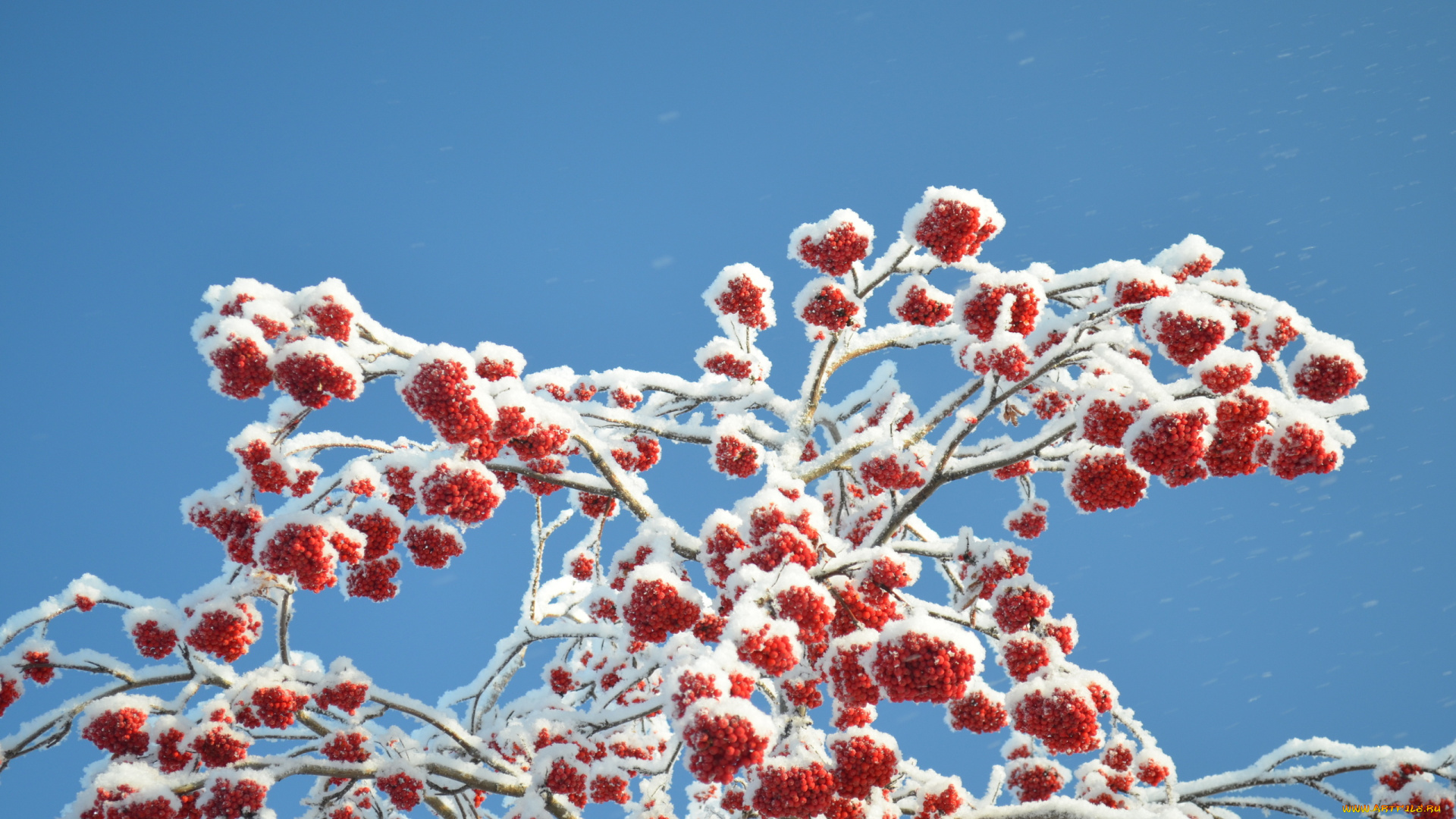 природа, Ягоды, , рябина, рябина, снег, зима, ягоды