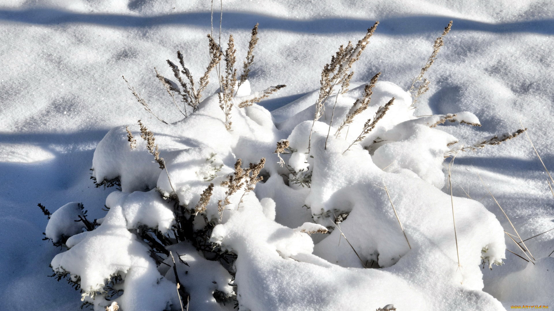 природа, зима, снег