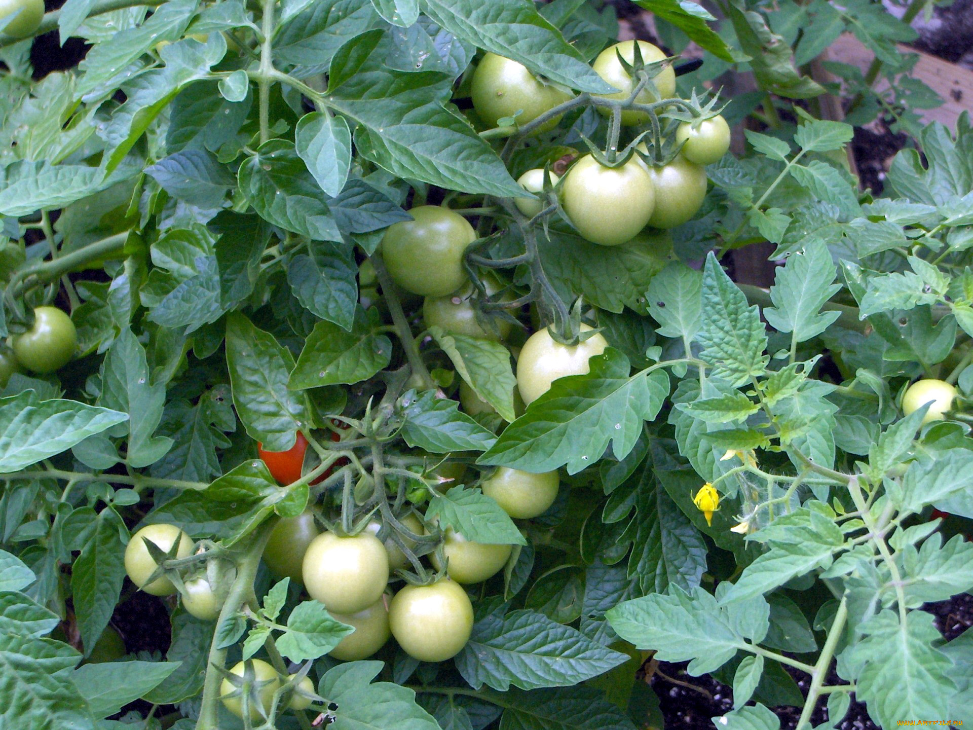 природа, плоды, помидоры